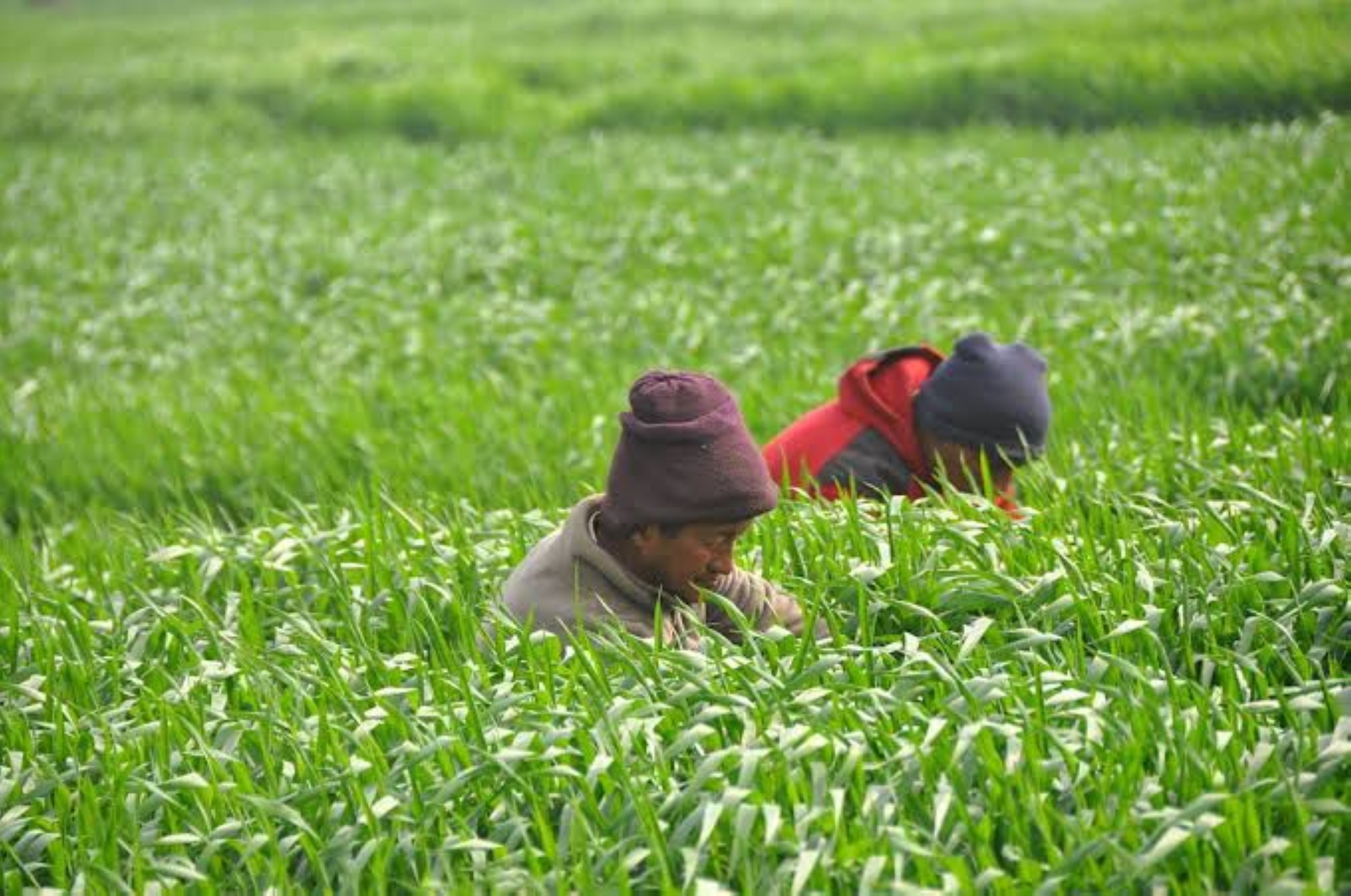 Amit Gupta, addressing the World’s Food Security challenges