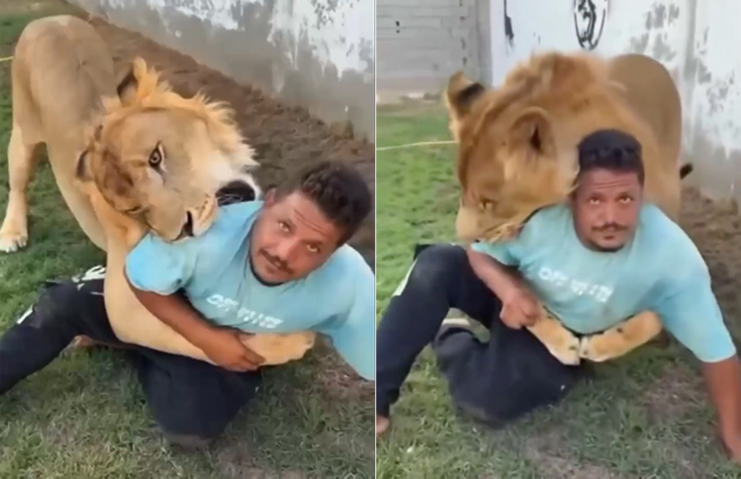 VIDEO: Libya farm owner unleashes his pet lion on Egyptian worker