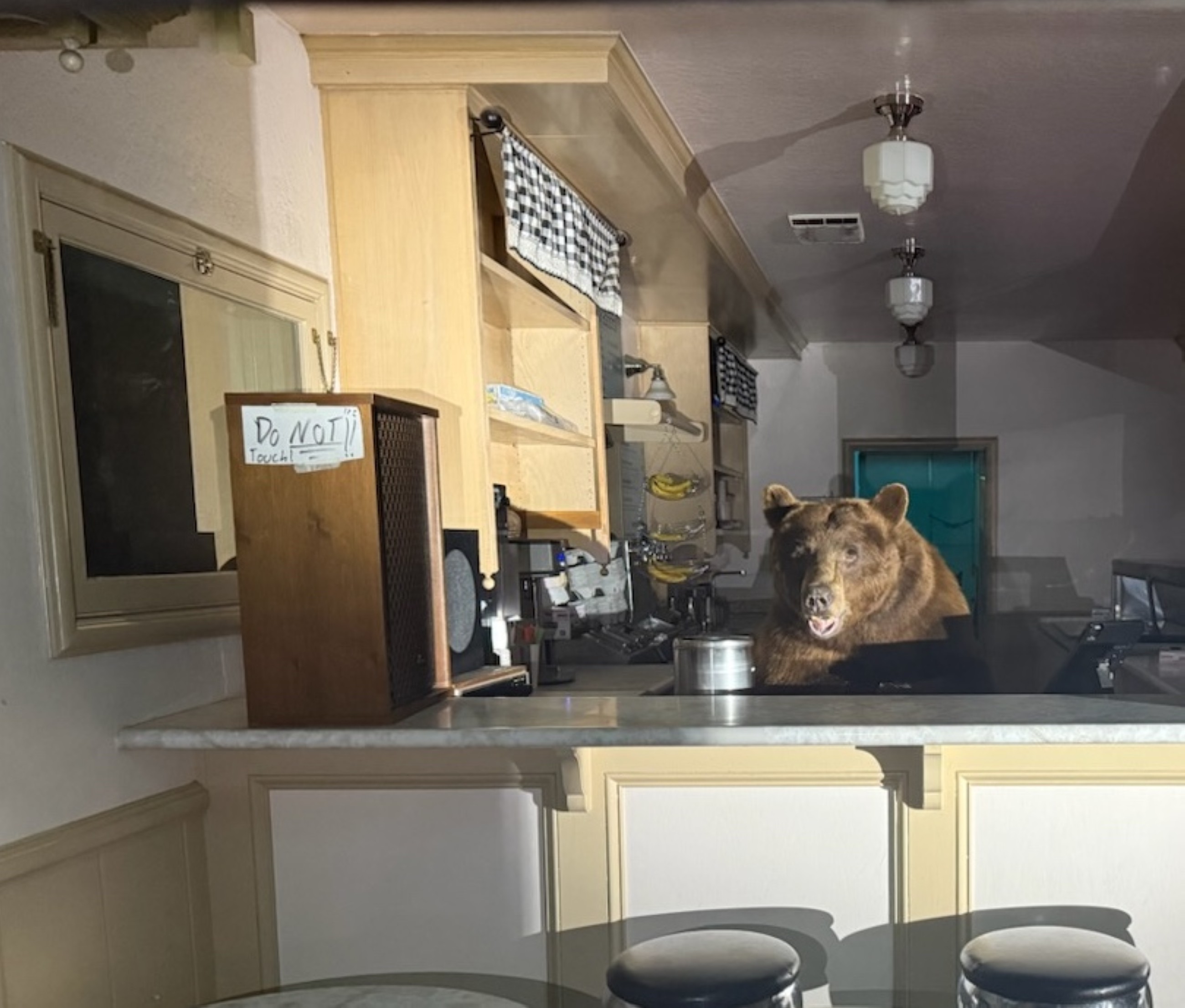 Bear breaks into ice cream shop, leaves after eyeing strawberry flavour in California