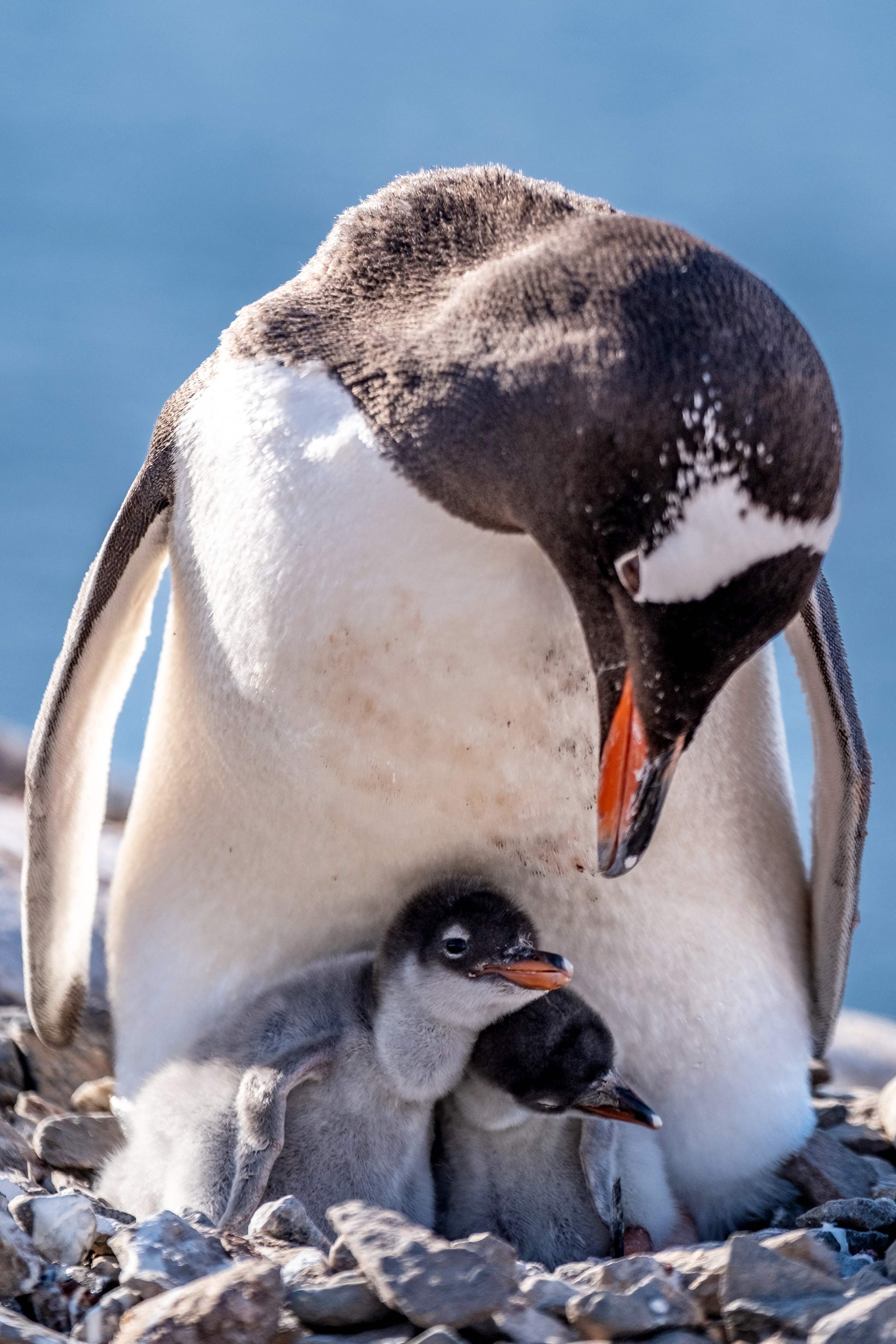 Surging tourism is polluting Antarctica, scientists warn