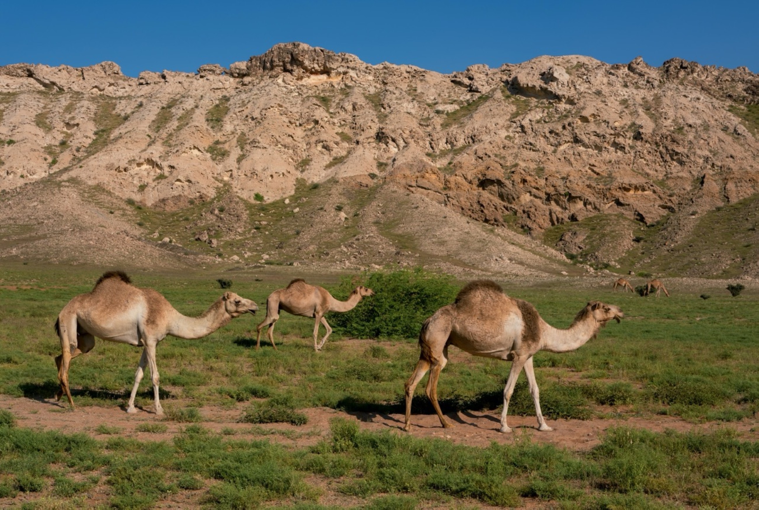 Mleiha National Park reveals Sharjah’s breathtaking beauty