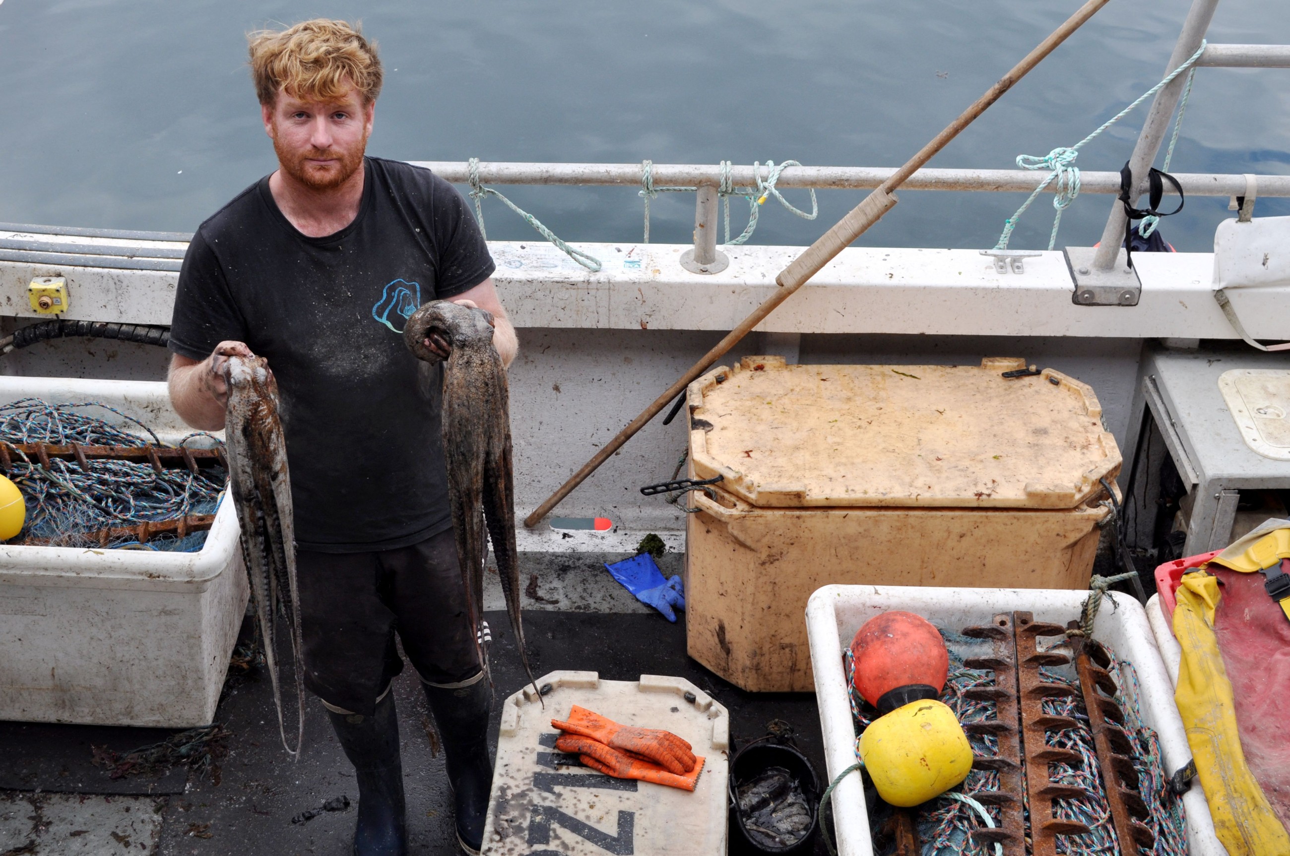 'Perfect storm': UK fishermen reel from octopus invasion