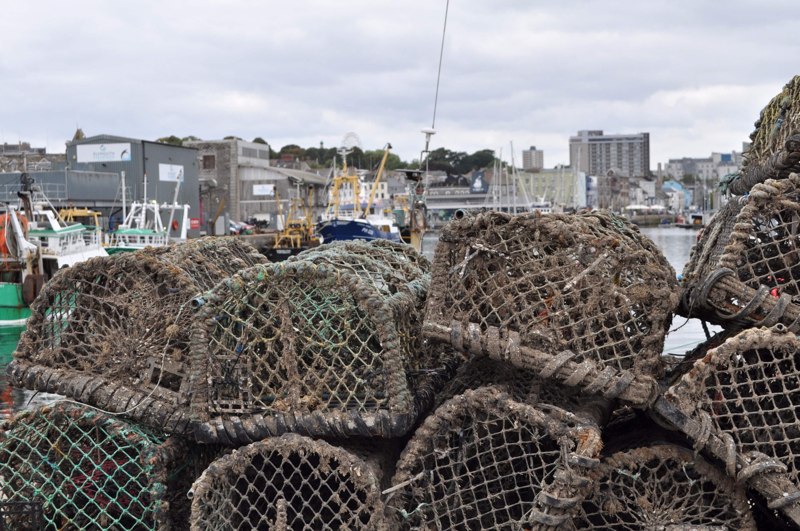 'Perfect storm': UK fishermen reel from octopus invasion