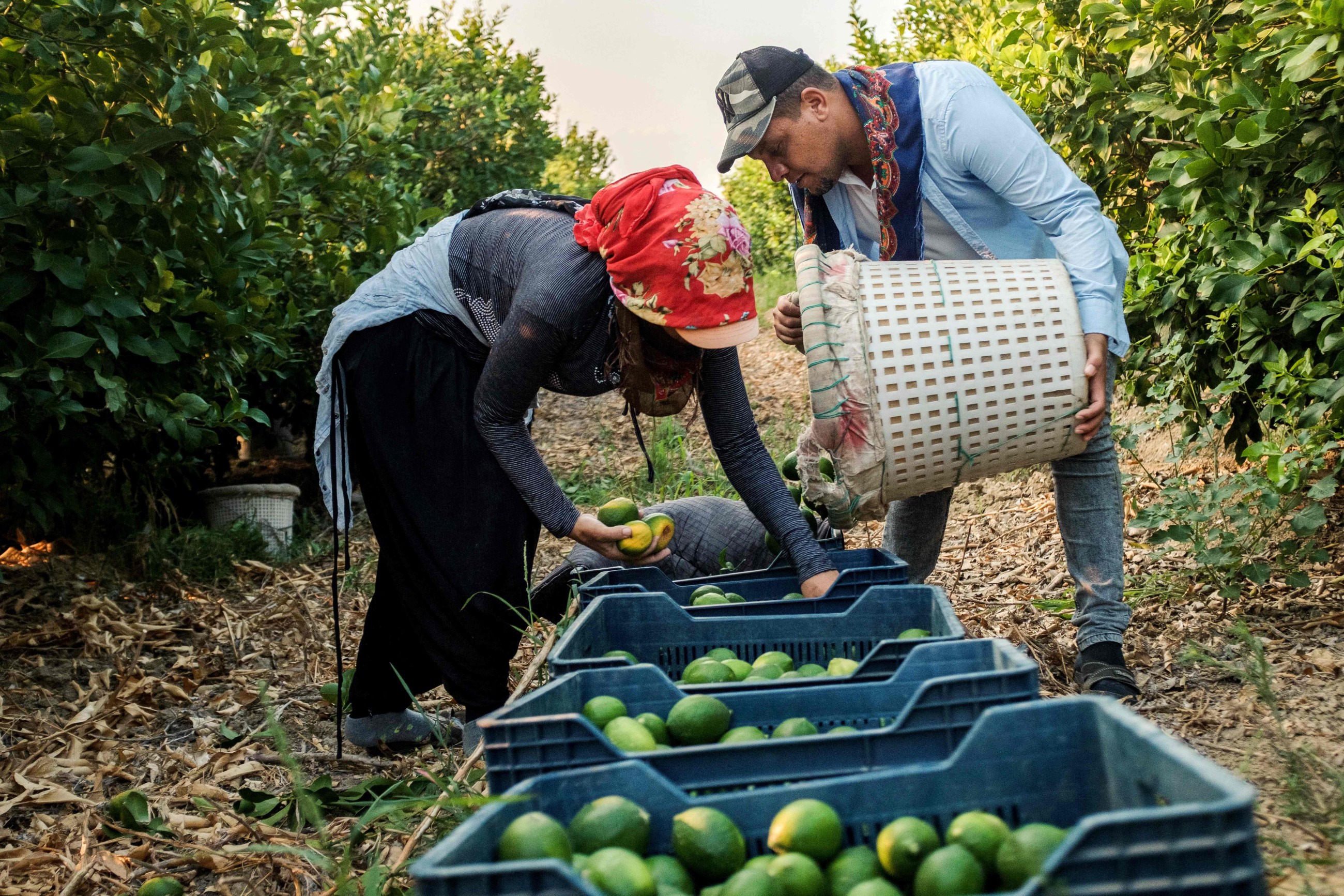 Frost, hail, heat sour season for Turkey's lemon growers