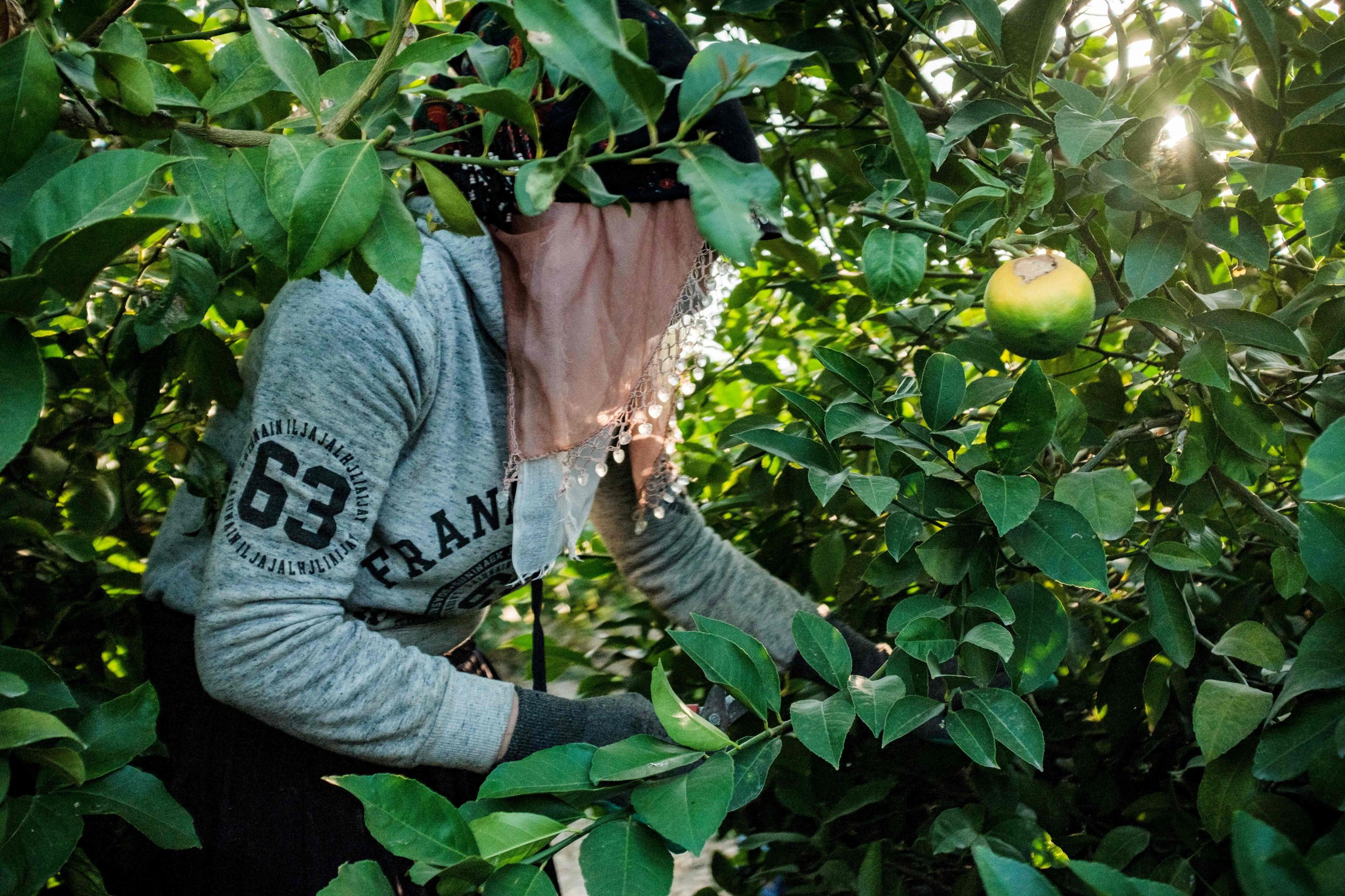 Frost, hail, heat sour season for Turkey's lemon growers