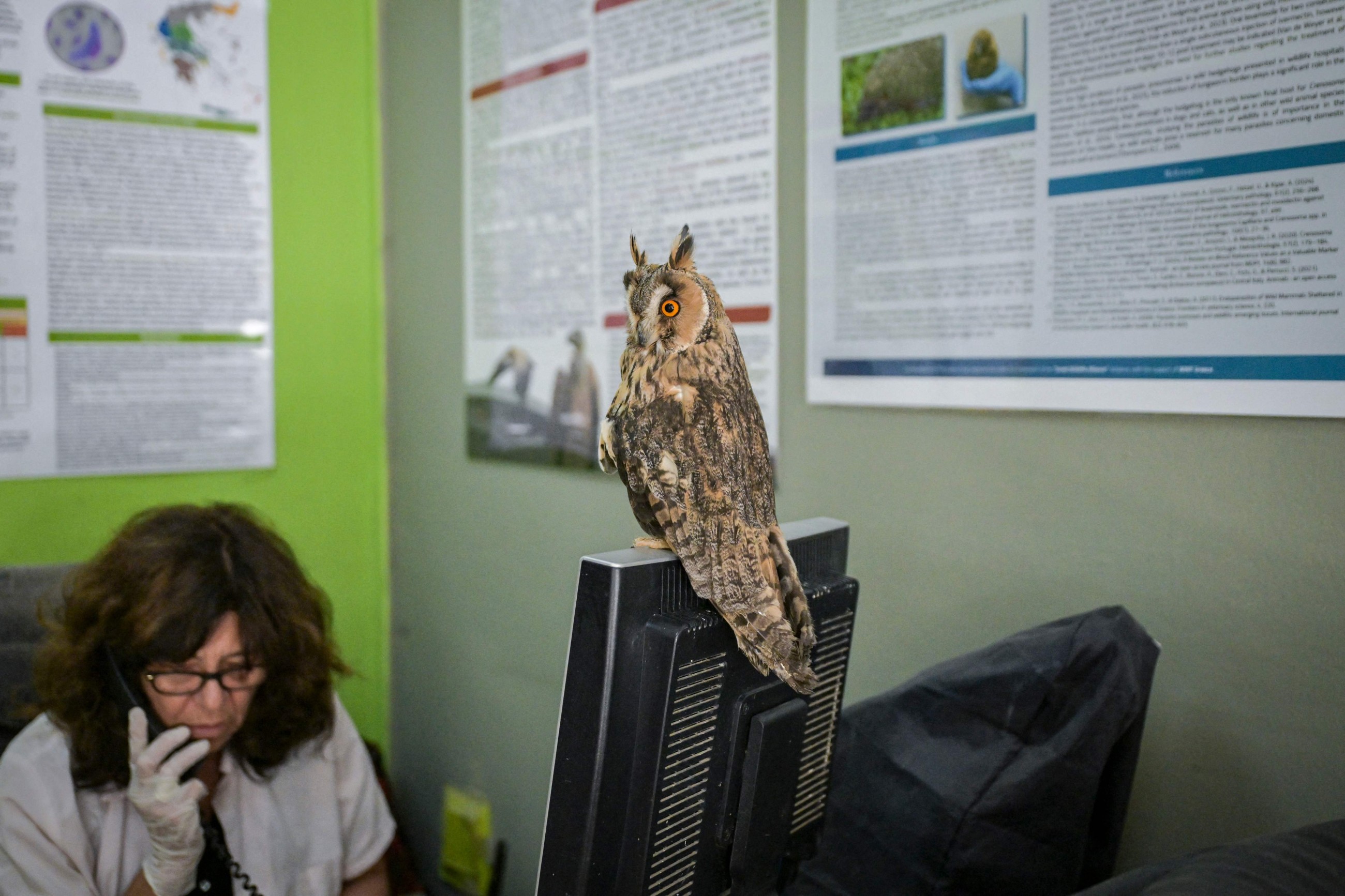 'Roasted alive': Greek wildlife suffers as climate changes