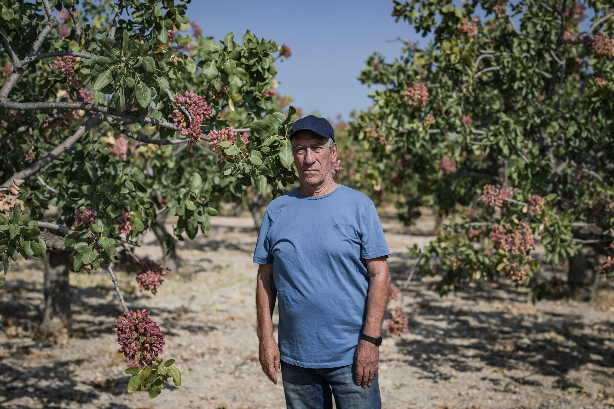 'Last generation': Greek island's fading pistachio tradition