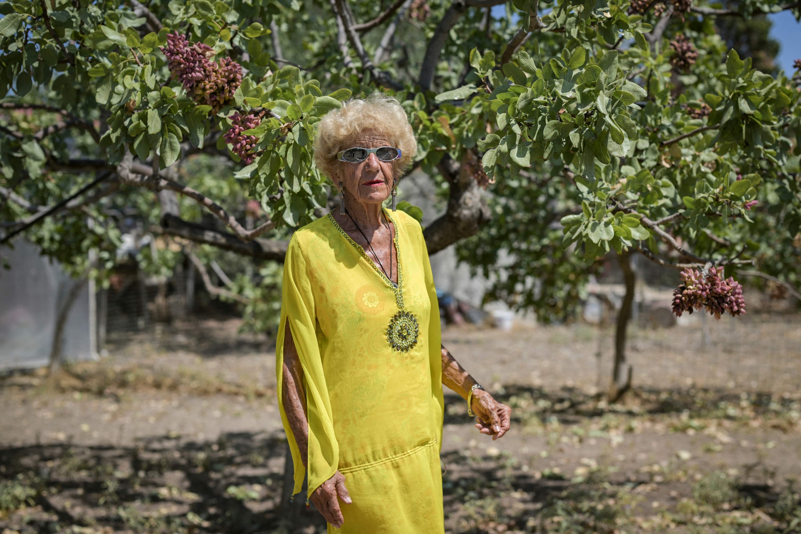 'Last generation': Greek island's fading pistachio tradition