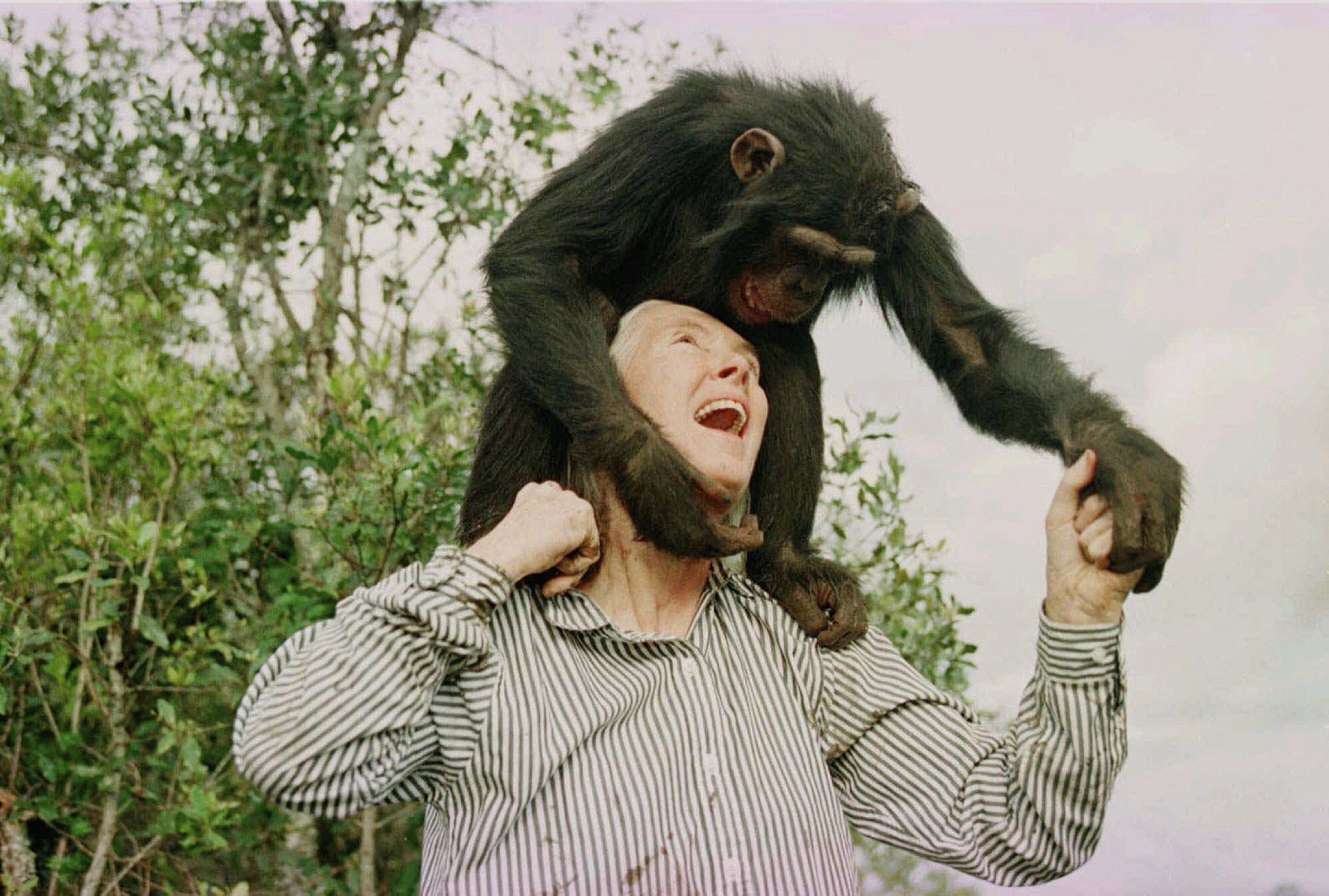 Renowned British chimpanzee expert Jane Goodall dies at 91