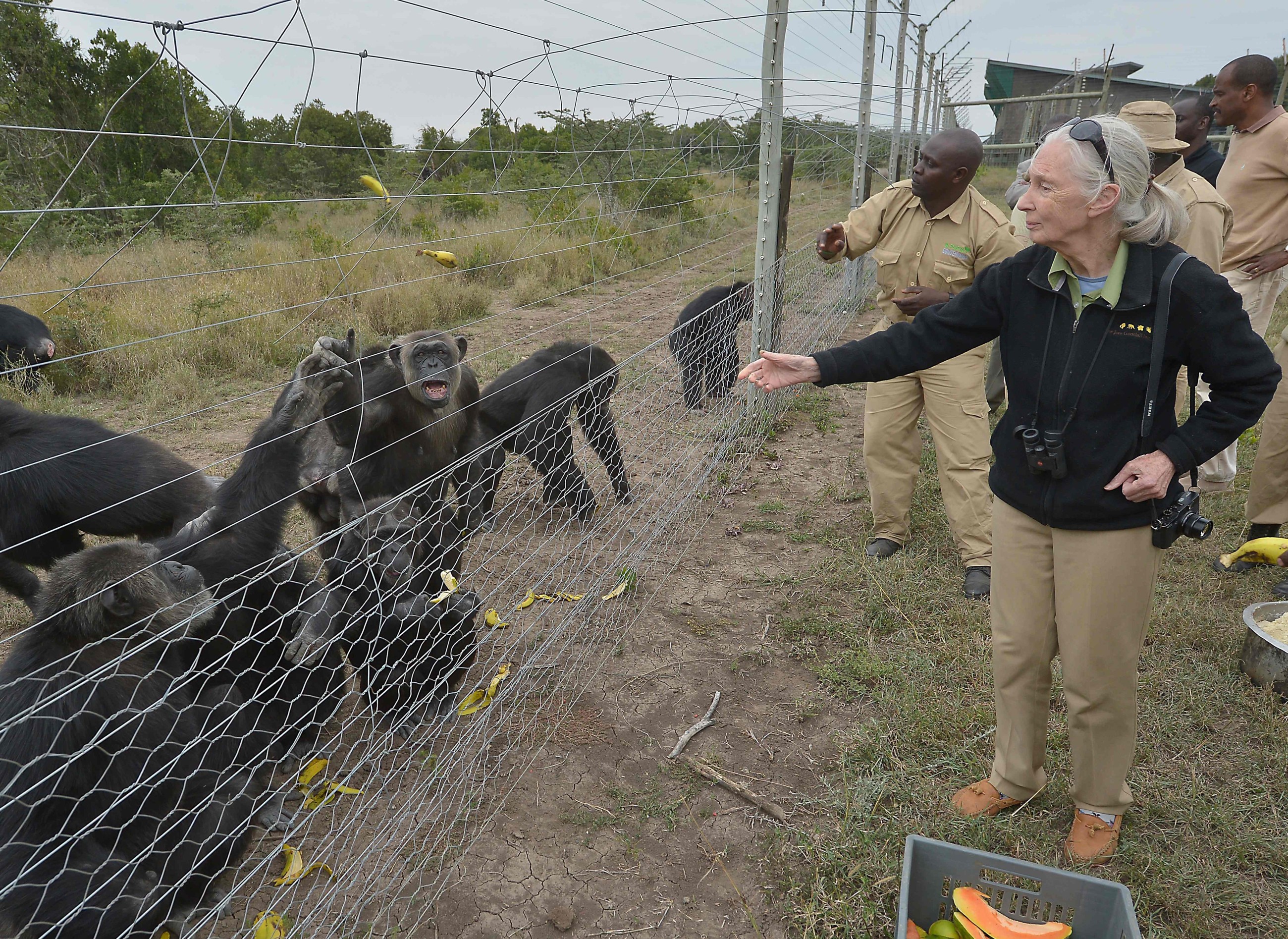 Renowned British chimpanzee expert Jane Goodall dies at 91