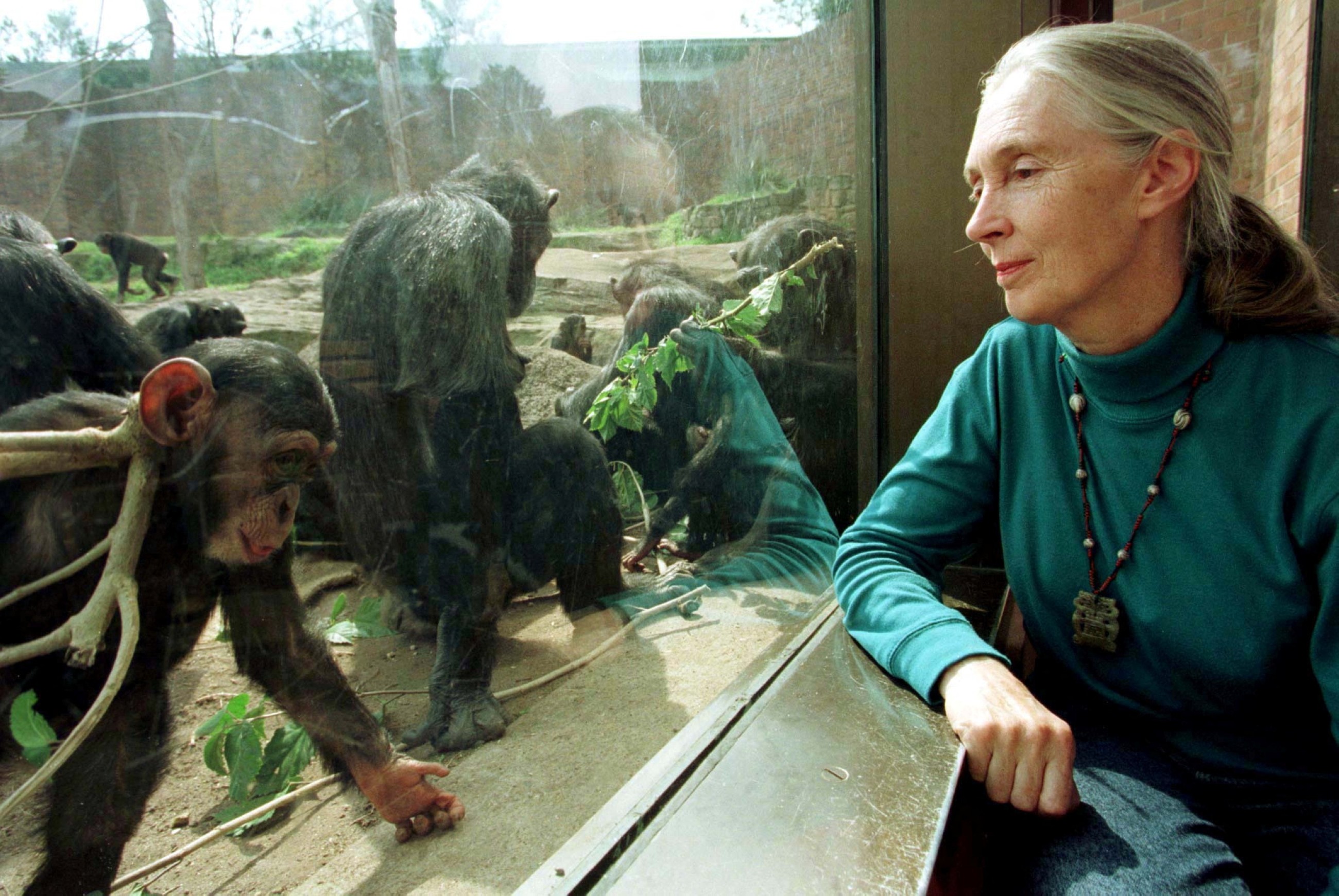 Renowned British chimpanzee expert Jane Goodall dies at 91