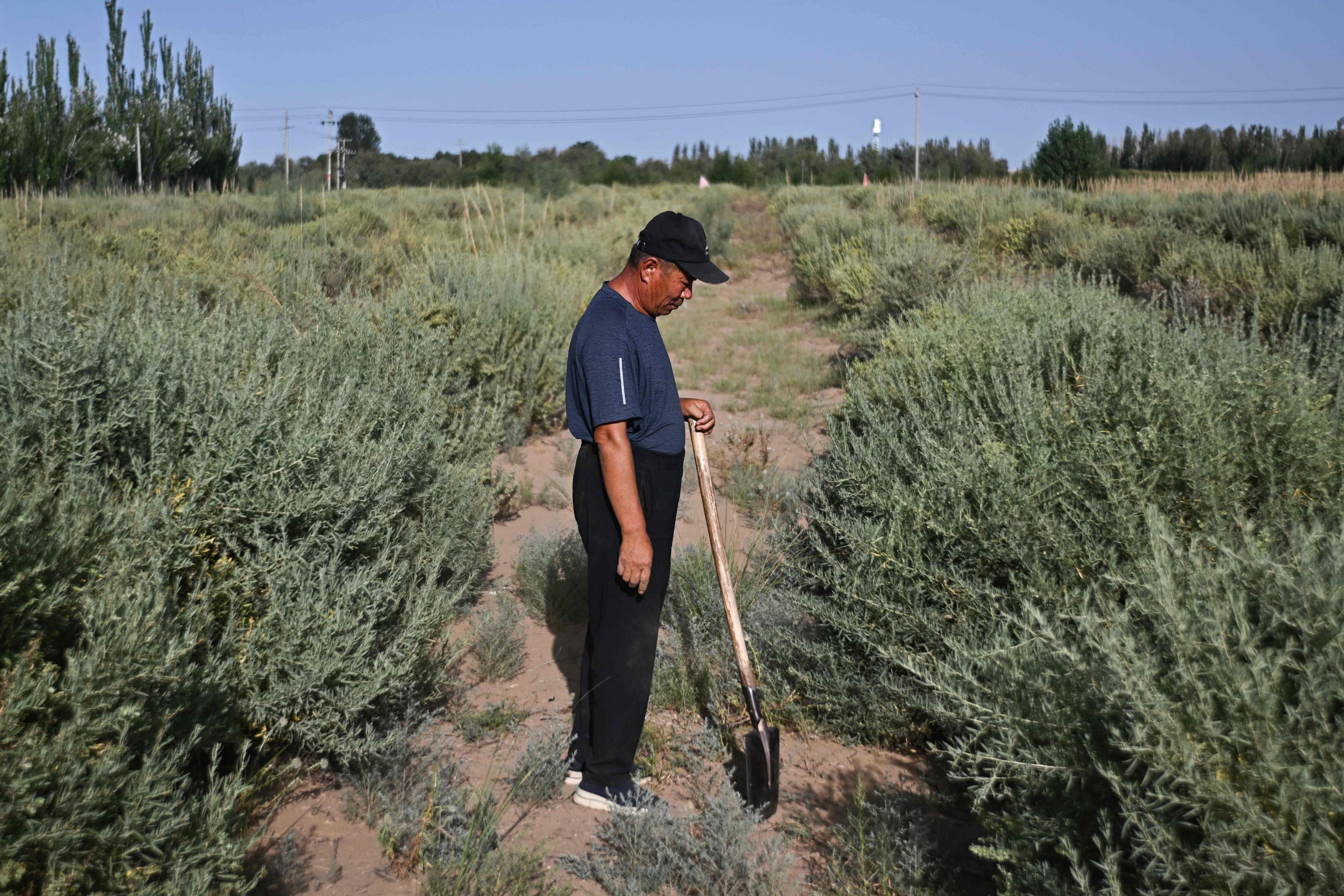 China's 'Great Green Wall' brings hope but also hardship