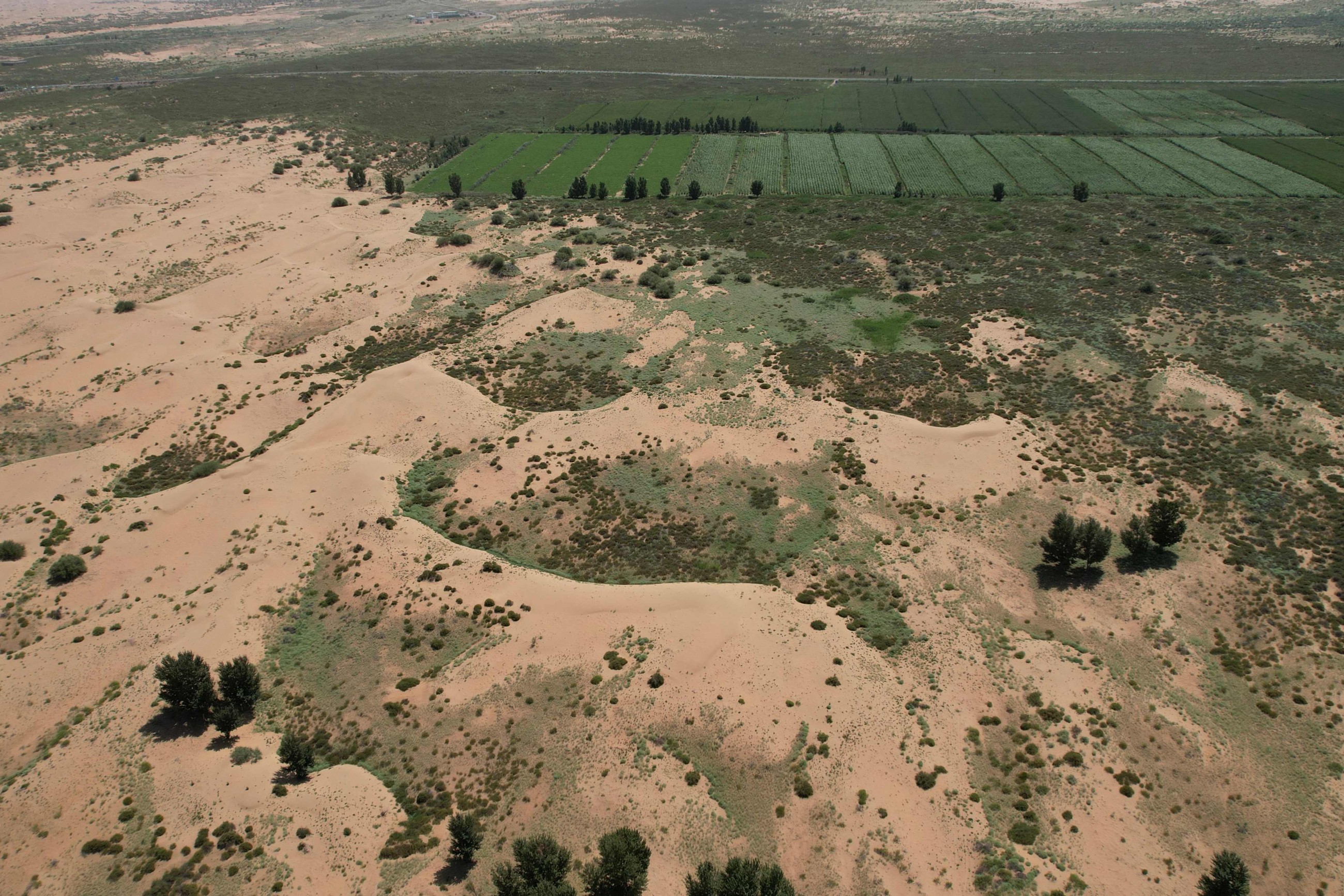China's 'Great Green Wall' brings hope but also hardship