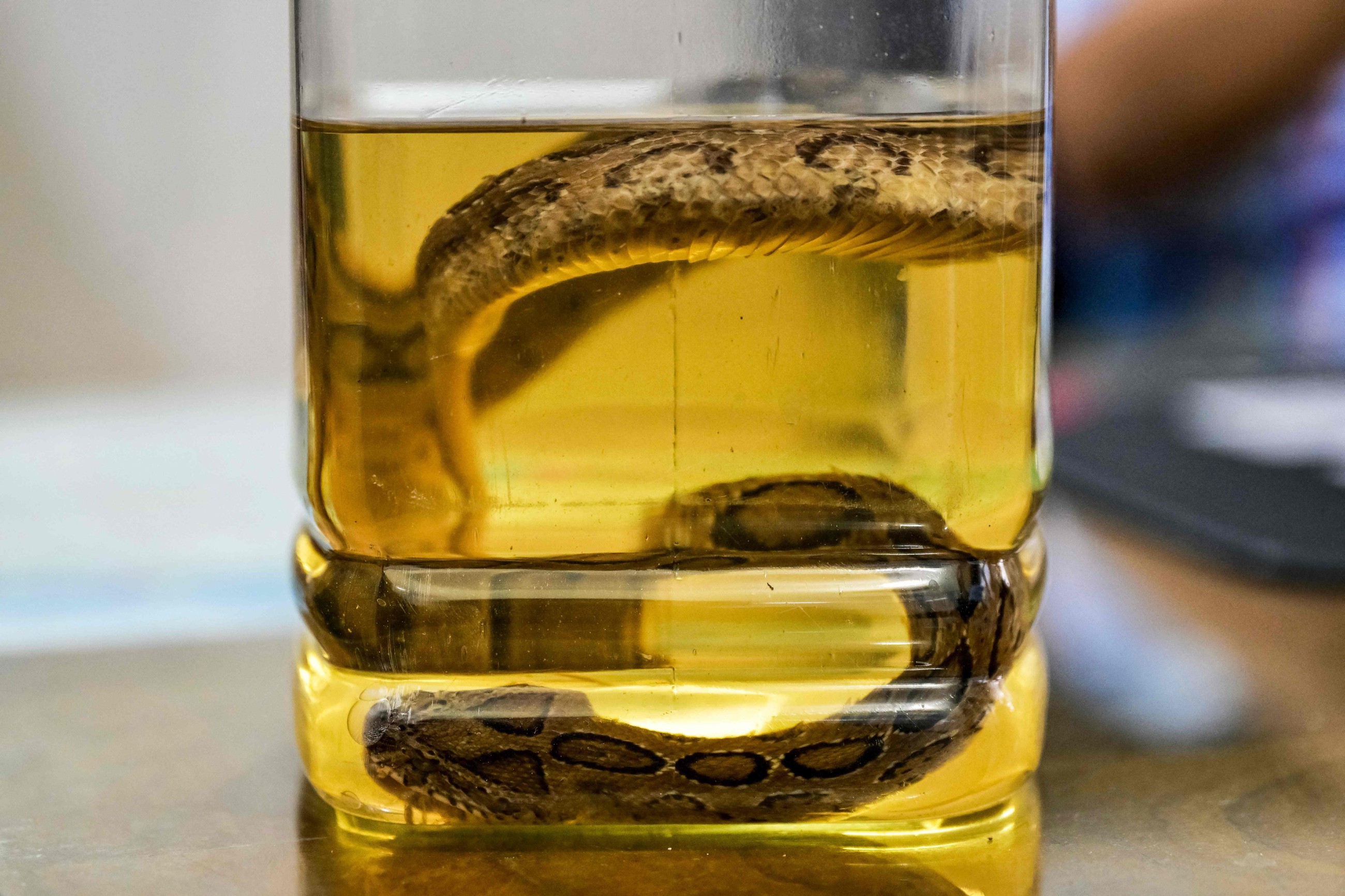 Top nature group to unveil new 'red list' of threatened species