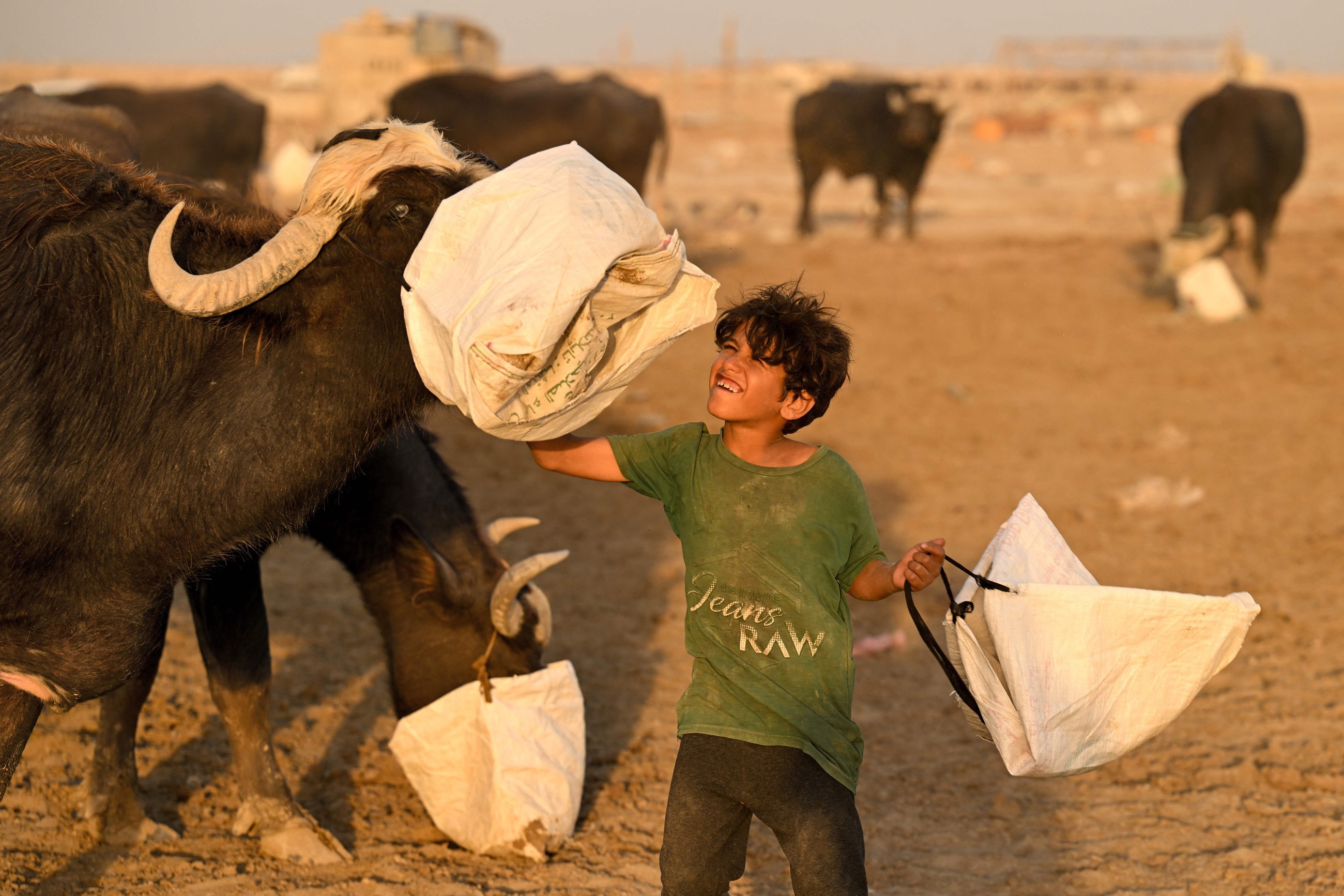 Water salinity hurting farmers, livestock in Iraq