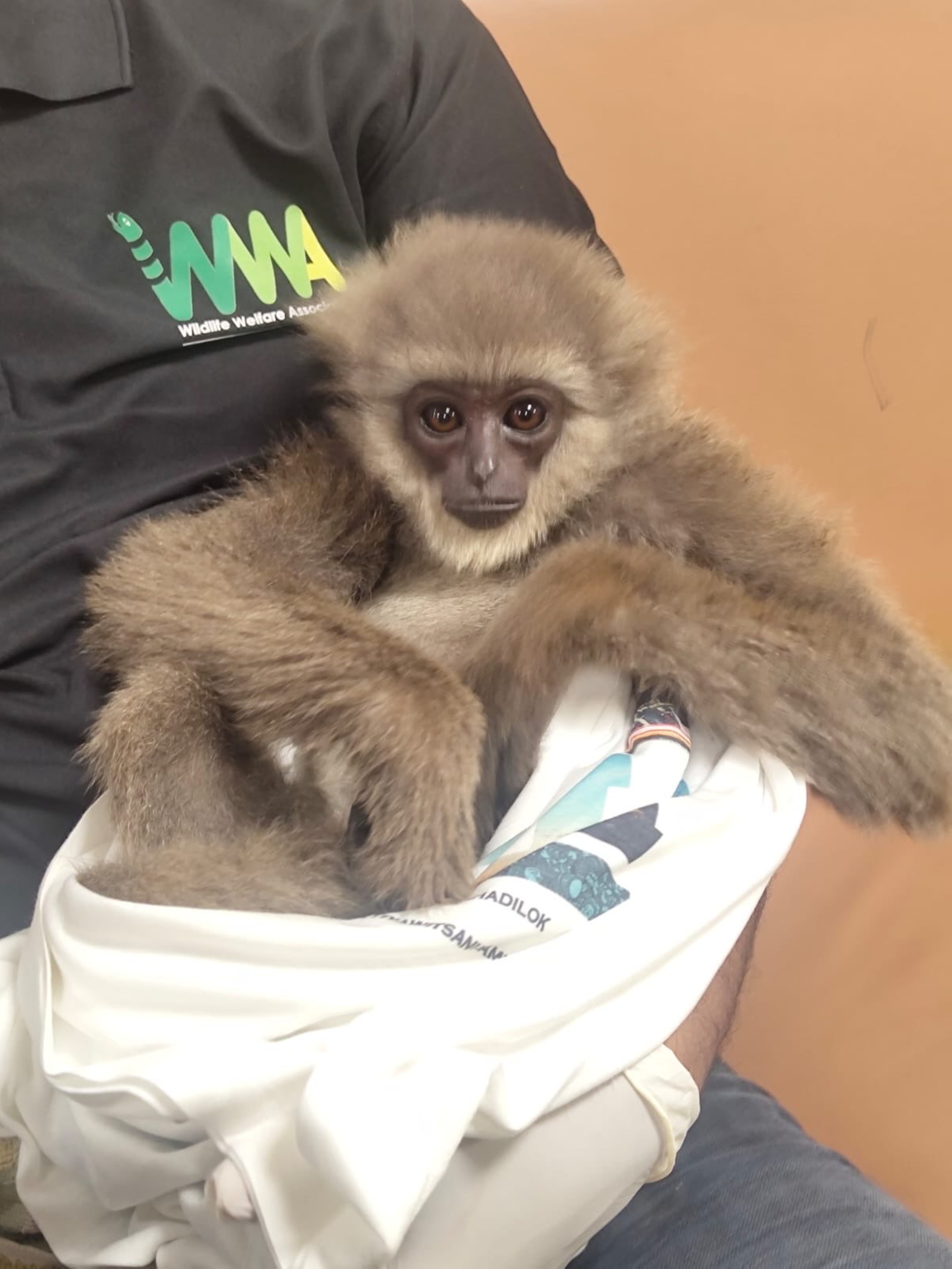 India seizes endangered primates found in checked bag