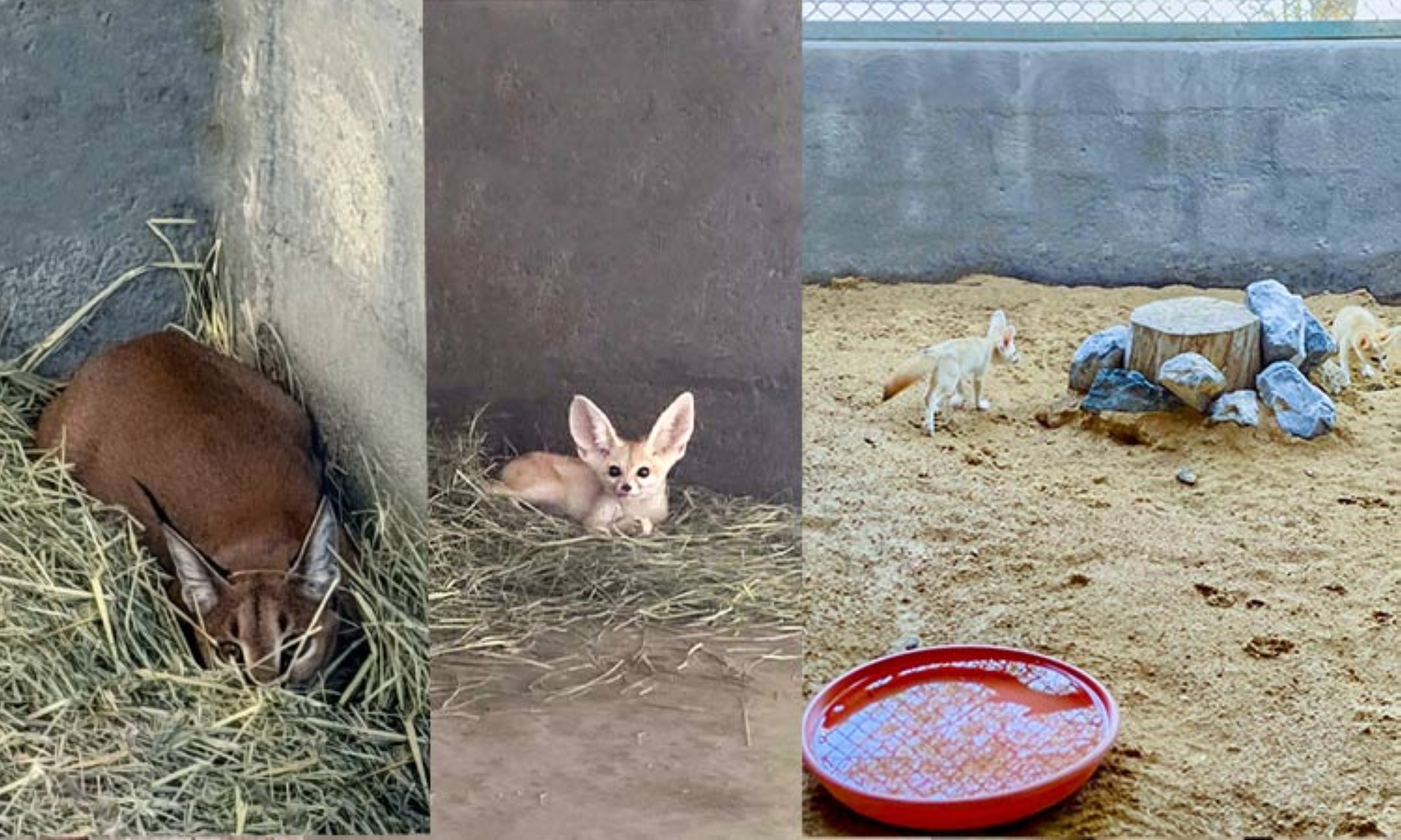 Sharjah Police foil bid to trade protected species, arrest one