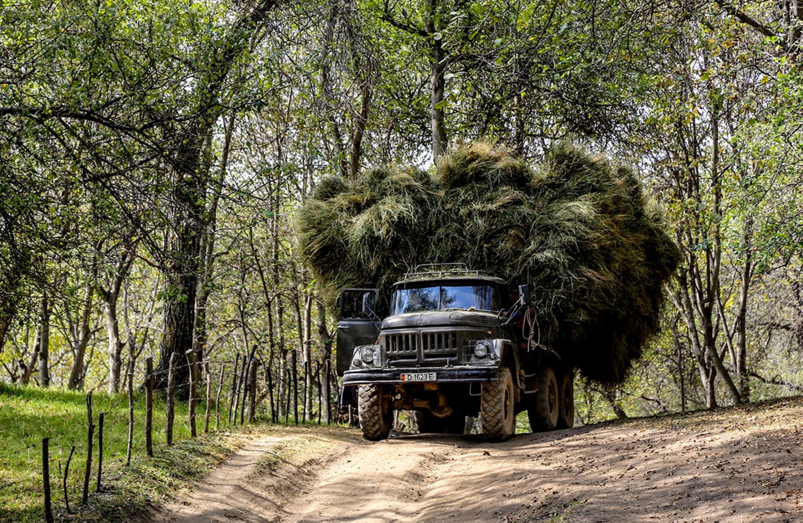 Kyrgyzstan’s largest natural walnut forest thins away