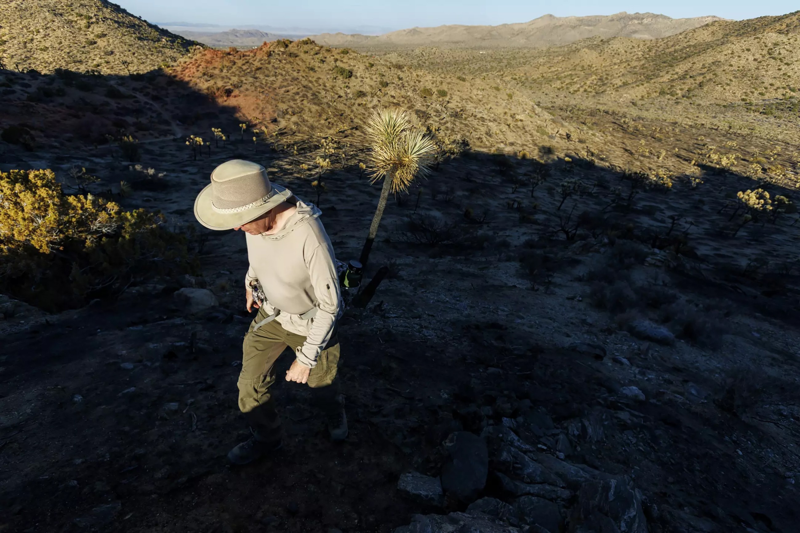 Joshua trees scorched during California shutdown