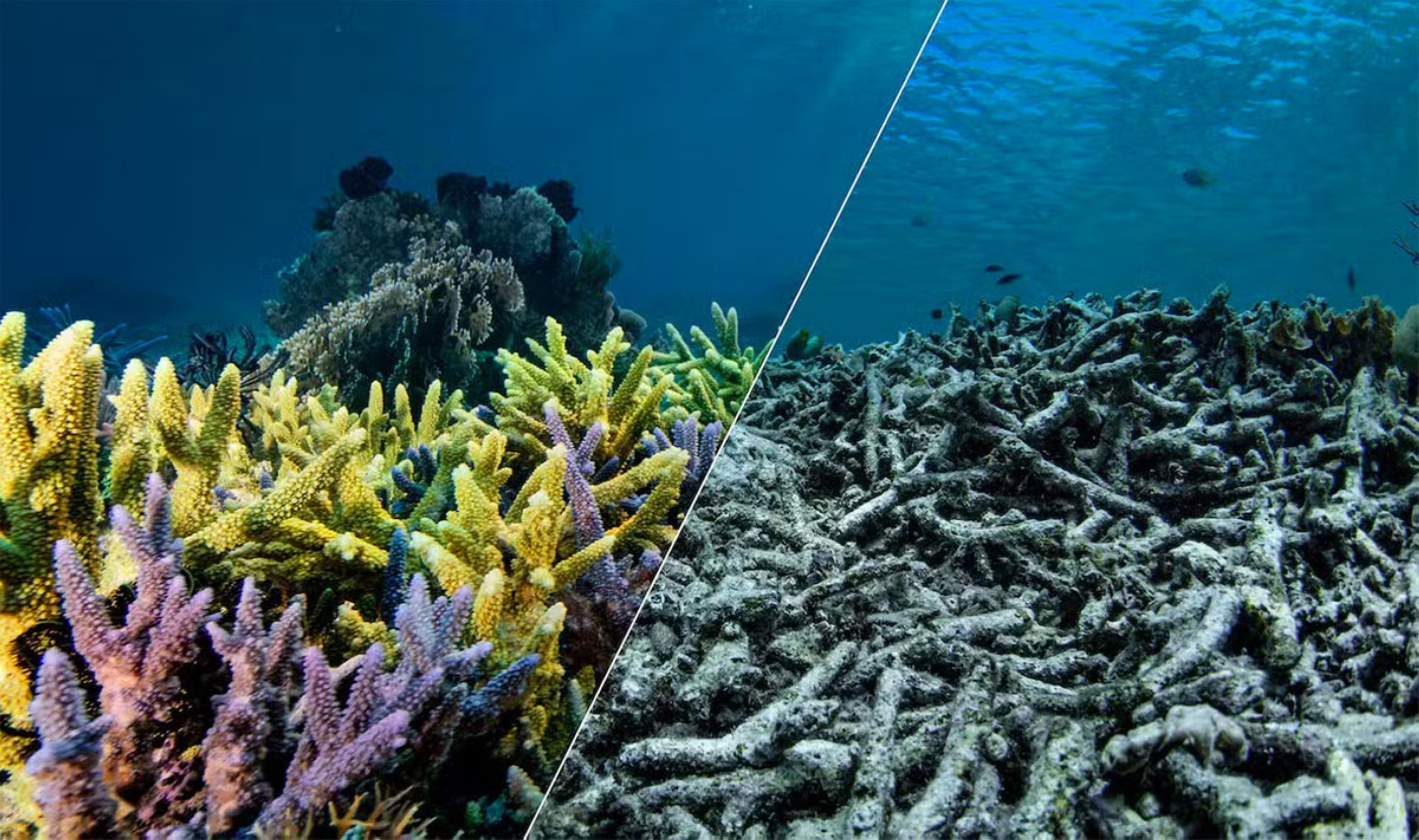 Dying coral reefs threaten Florida&rsquo;s future