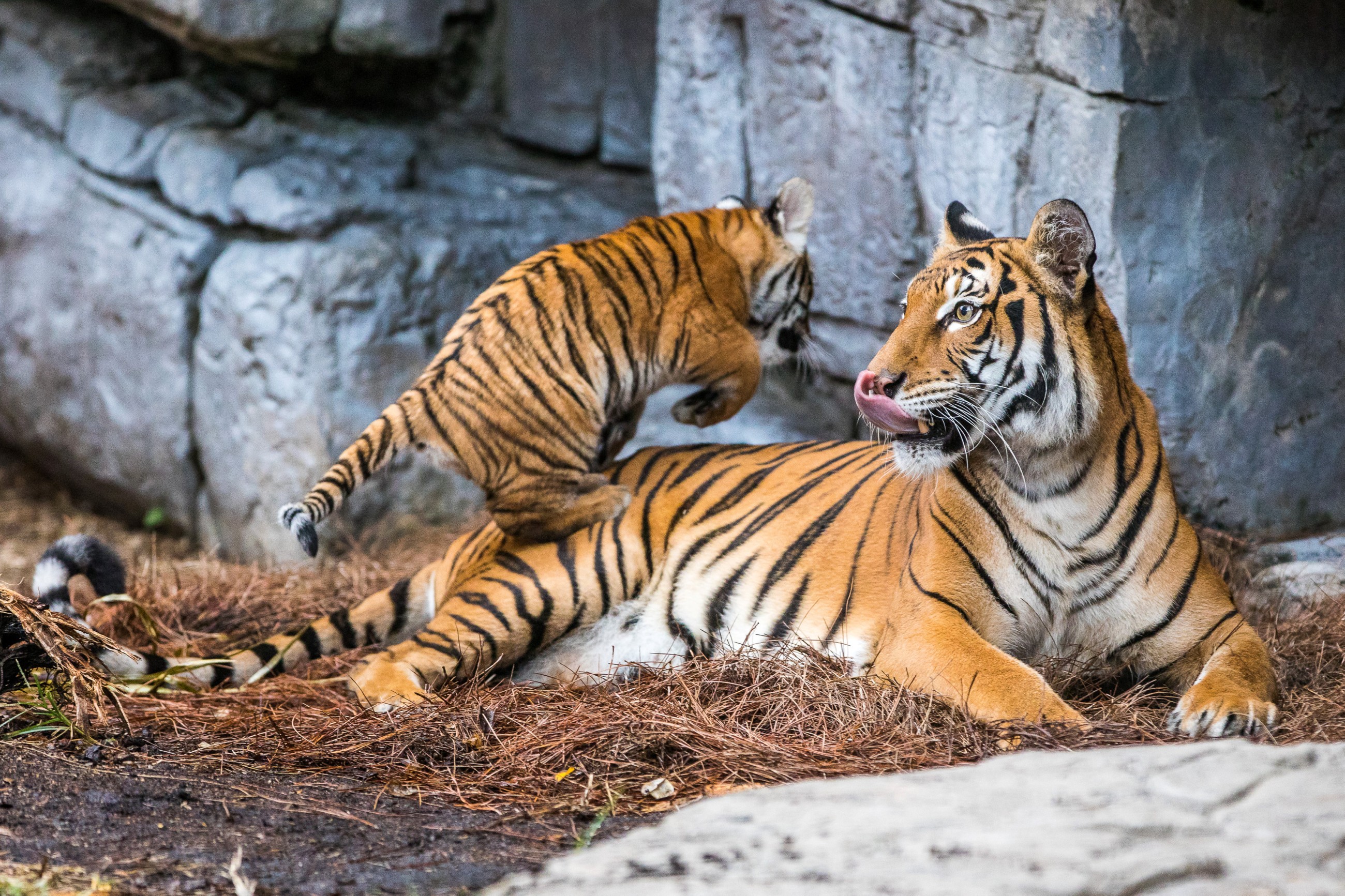Global tiger trafficking crisis worsens, report warns  -
