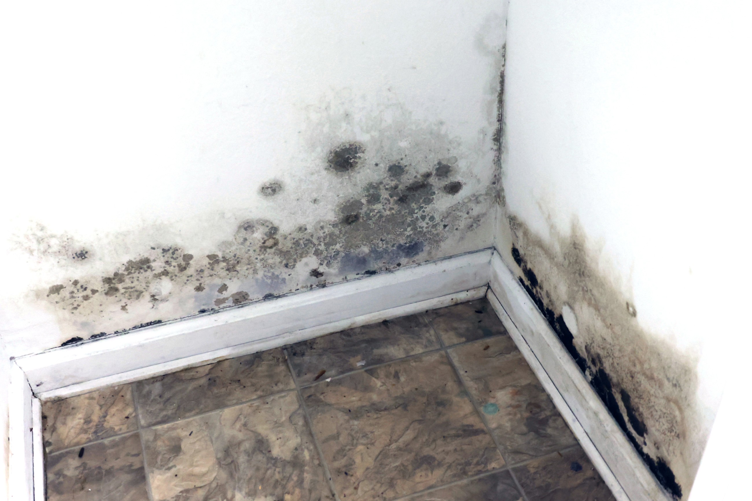 Hidden post-disaster mold growth sparks health crises