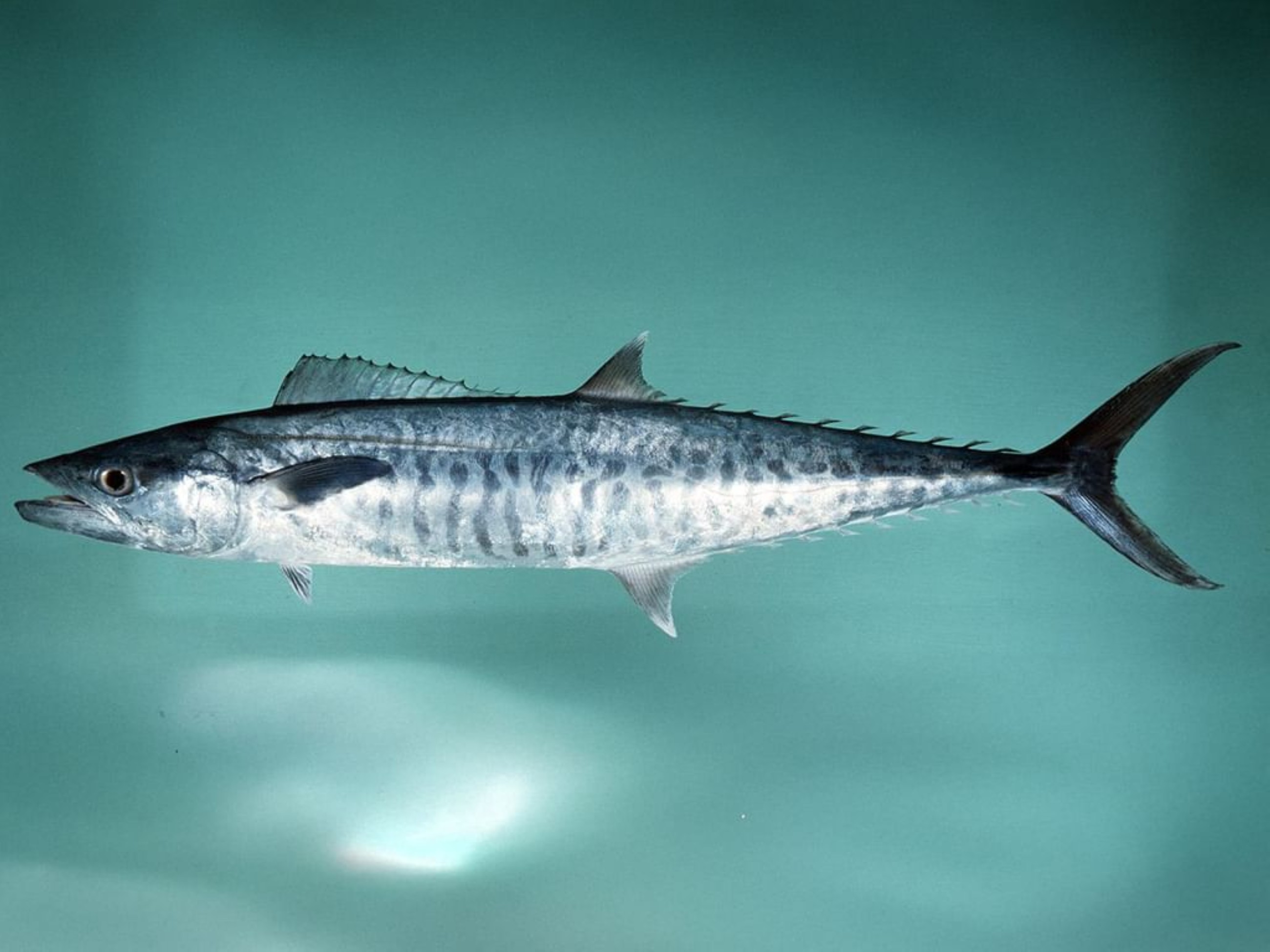 Abu Dhabi documents second spawning season for kingfish