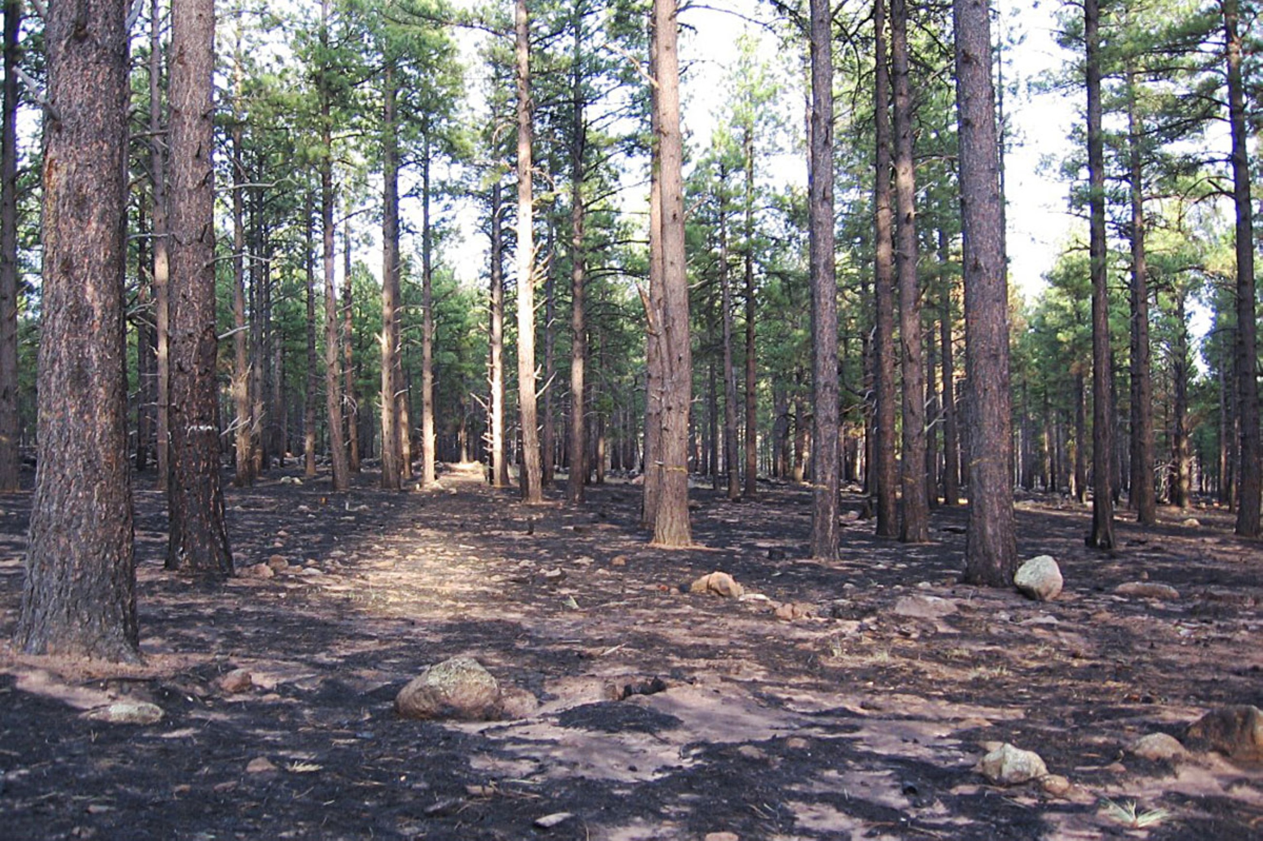 American West’s most iconic tree is disappearing