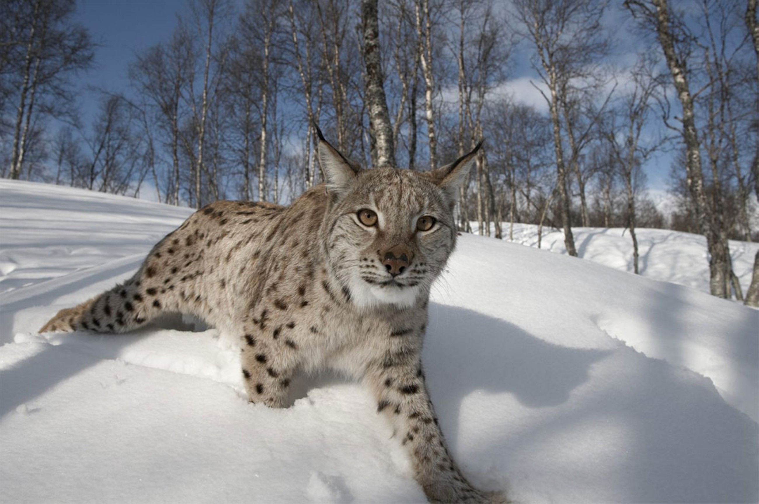 Scotland takes next step towards lynx reintroduction