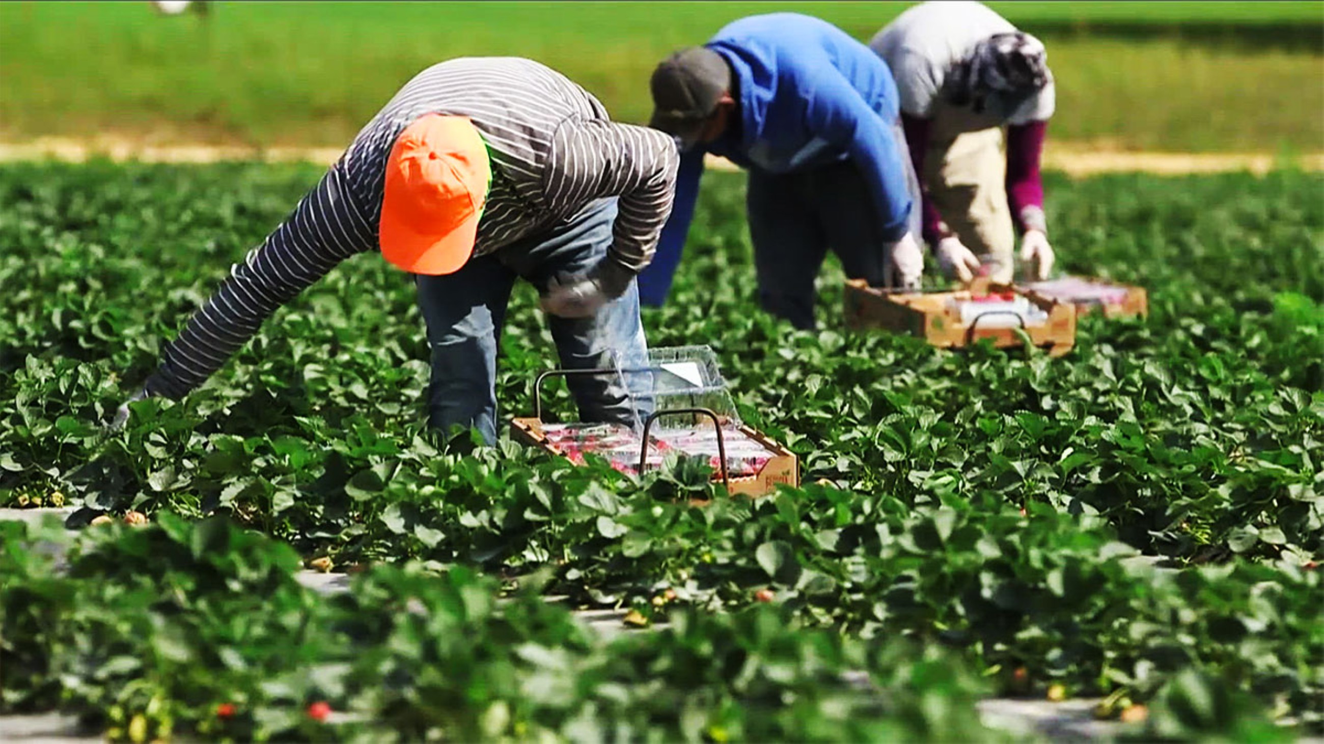 Illegal immigrants make us money