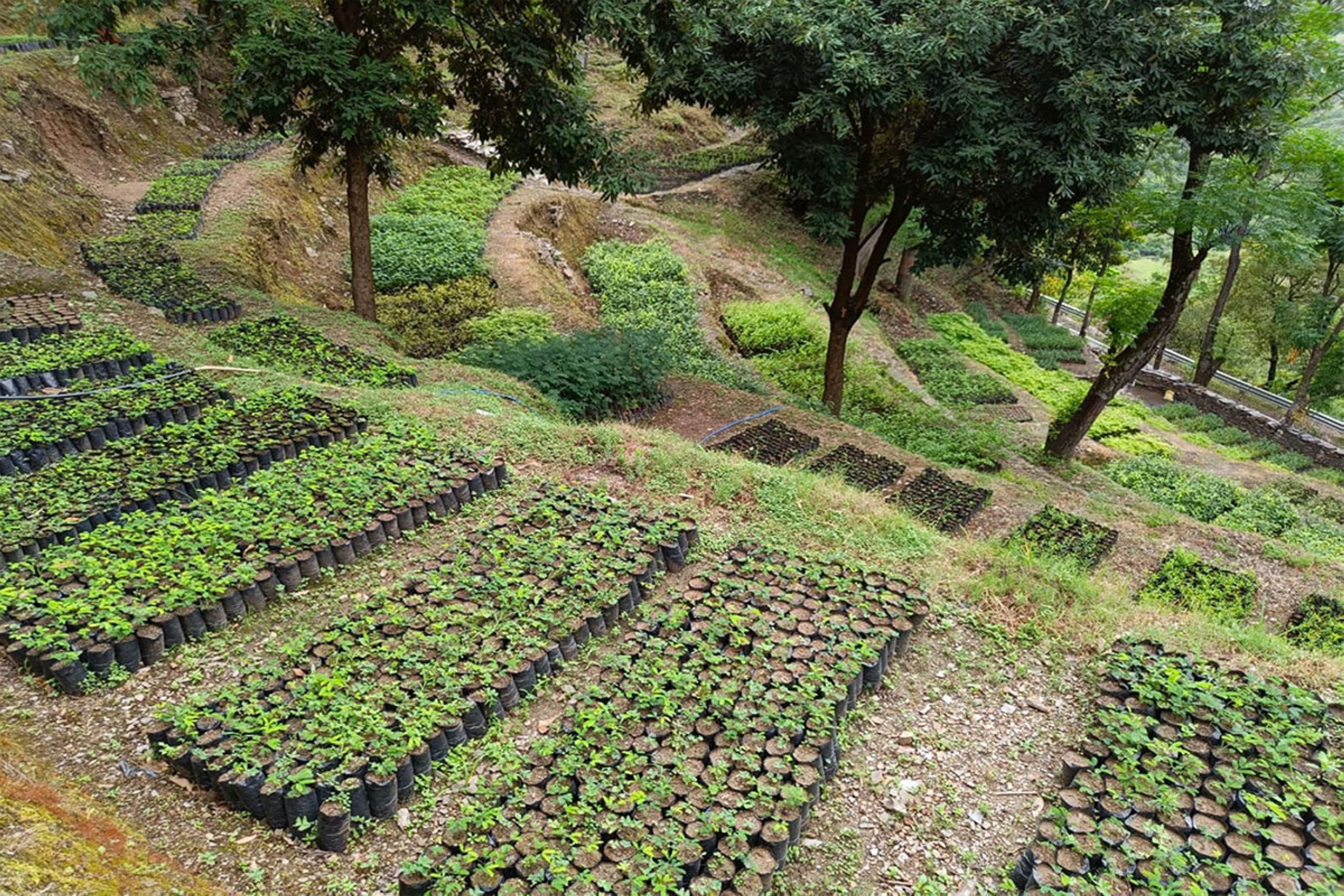 Digital platform for India’s forestry and afforestation ecosystem