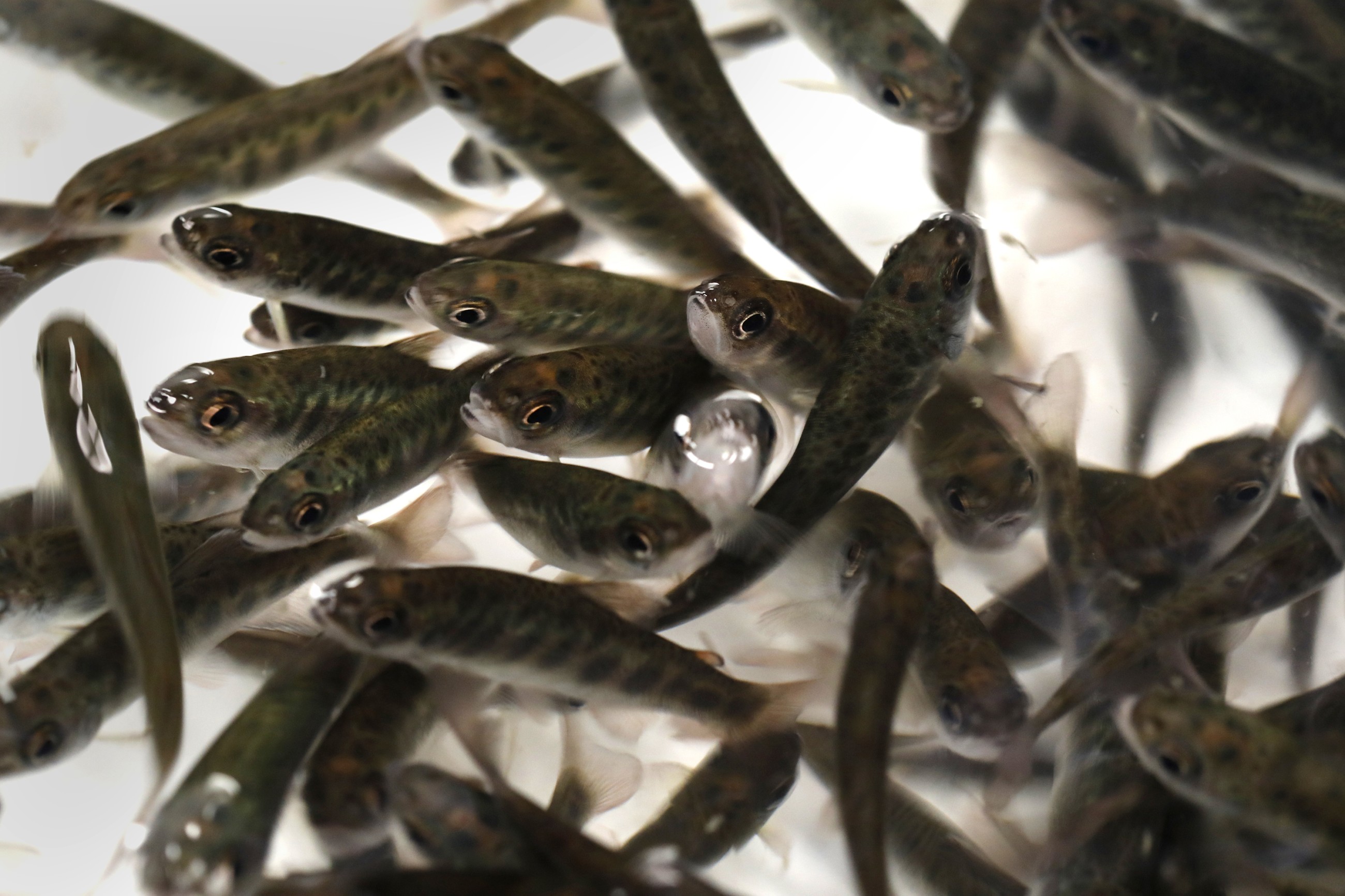 Factory farming of fish is brewing pathogens