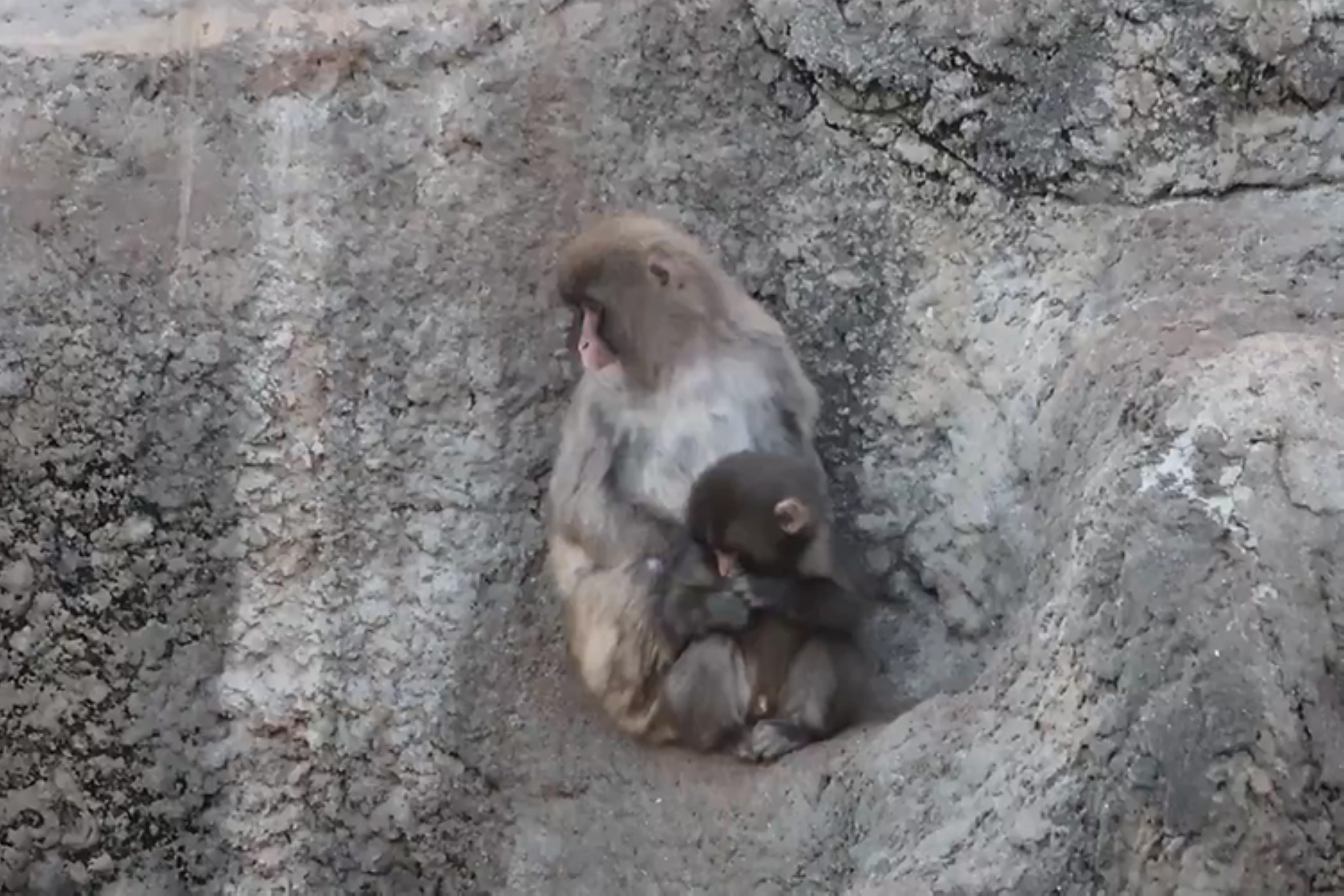 Heartwarming video shows baby Punch finally accepted by his troop