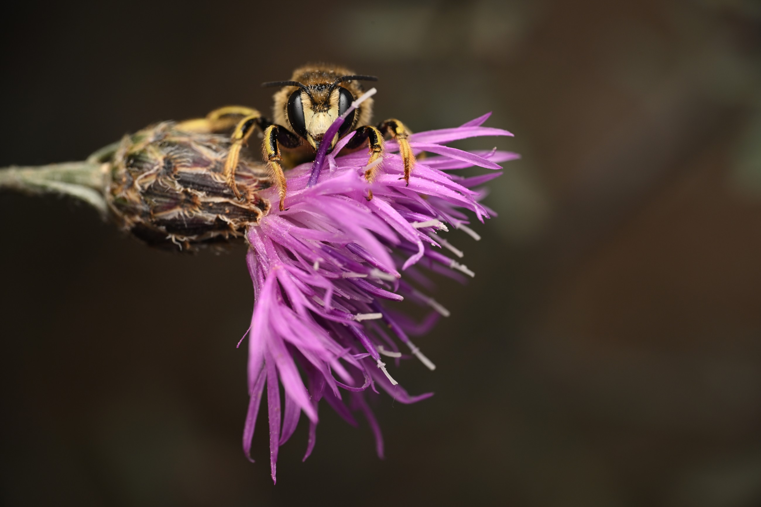 A California photographer is on a quest to photograph native bees