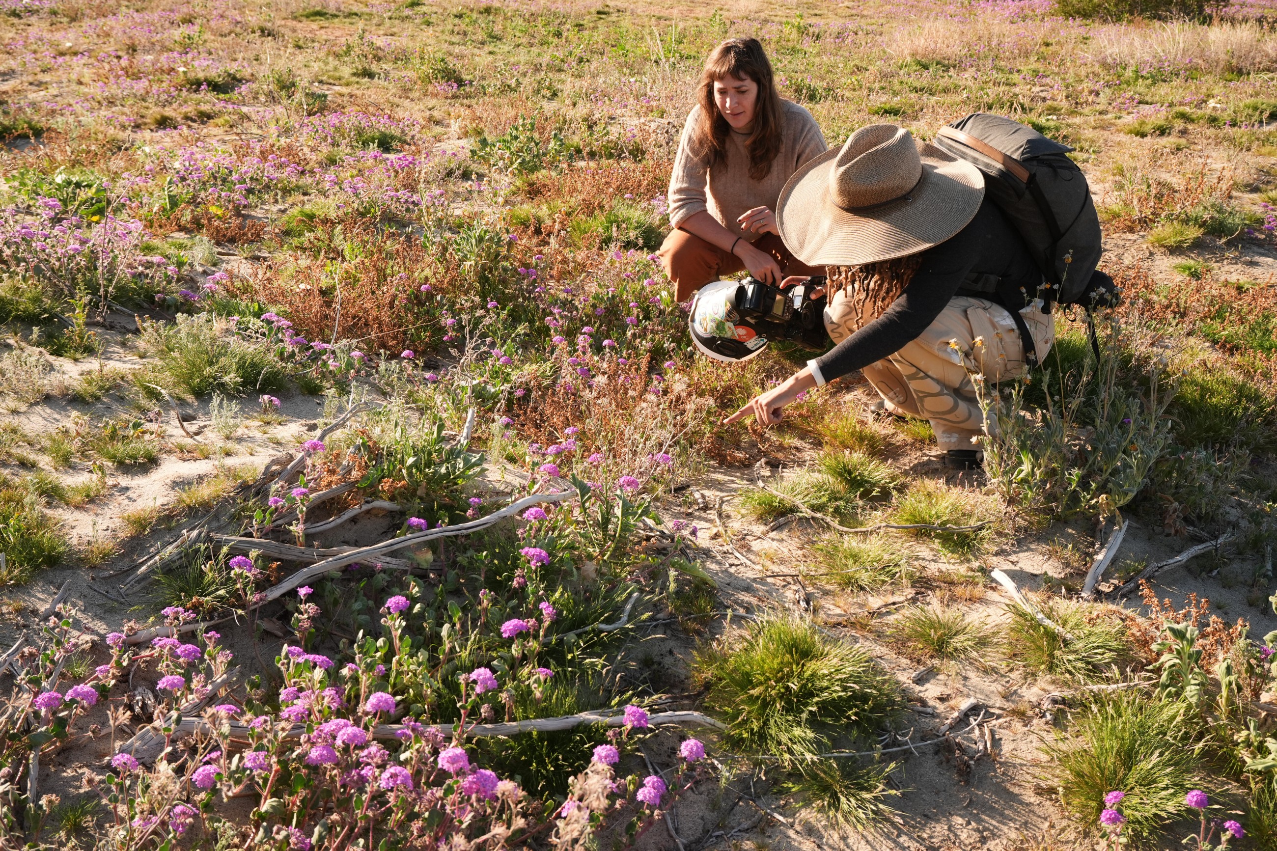 A California photographer is on a quest to photograph native bees
