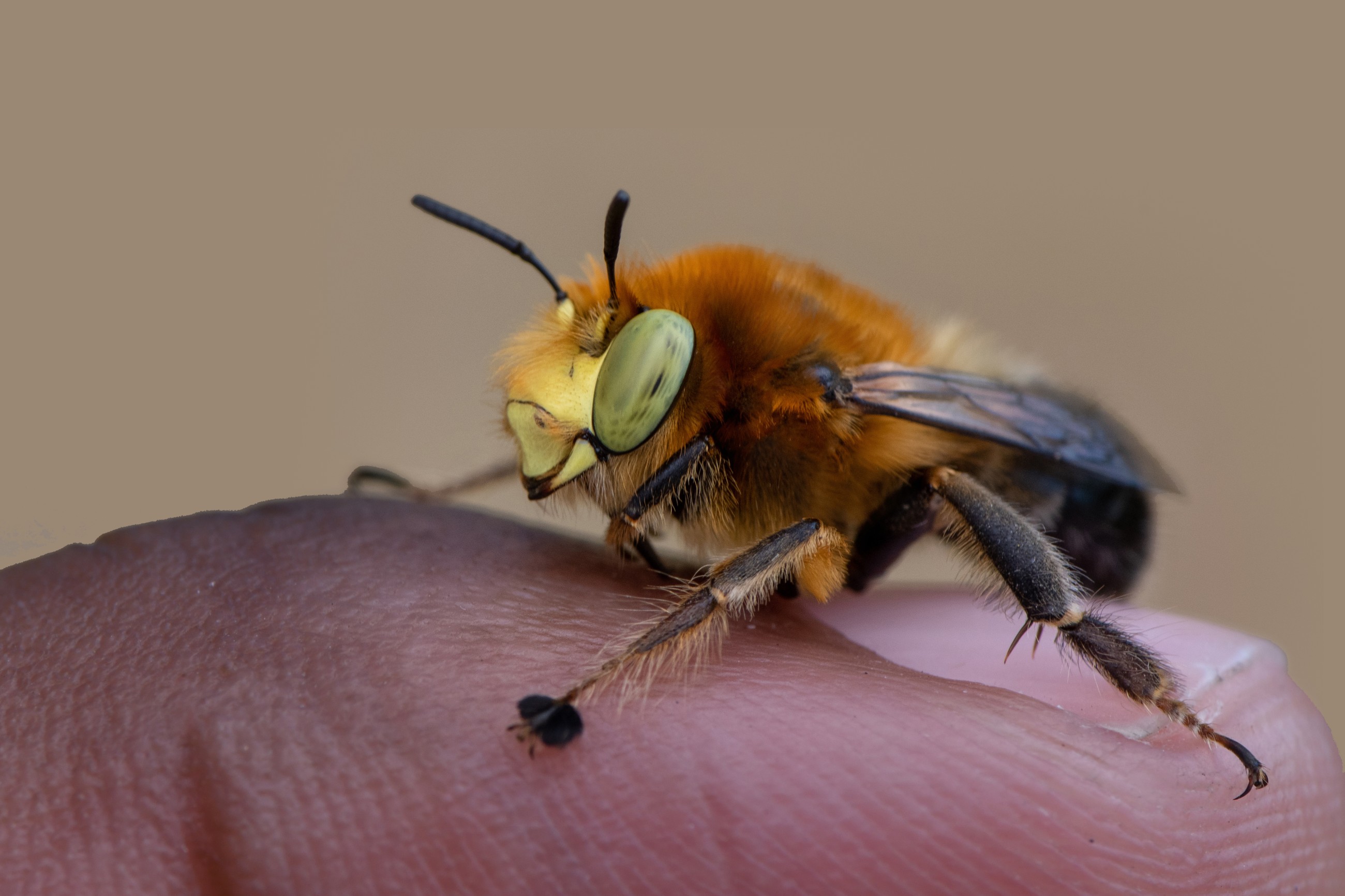 A California photographer is on a quest to photograph native bees