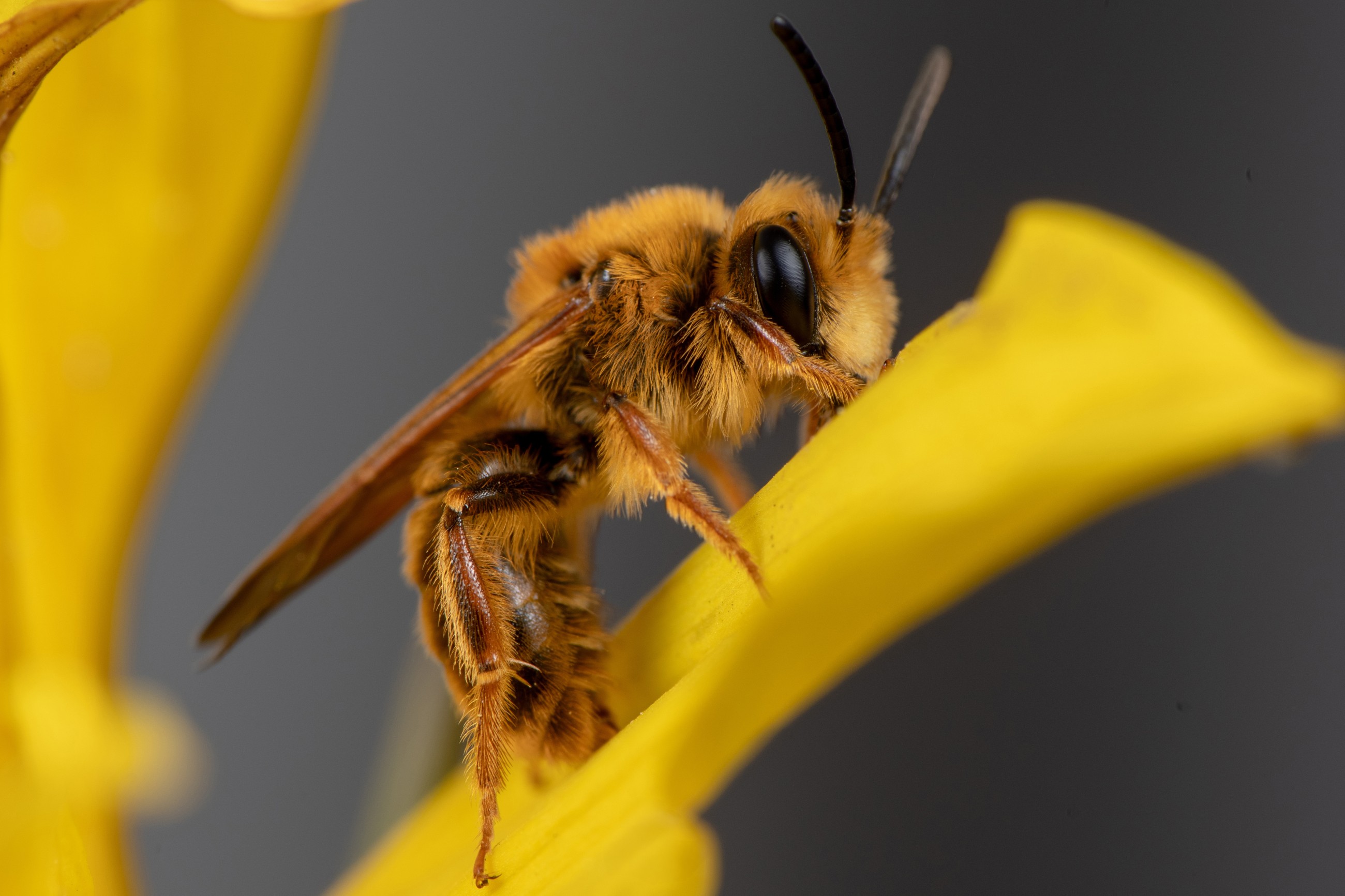 A California photographer is on a quest to photograph native bees