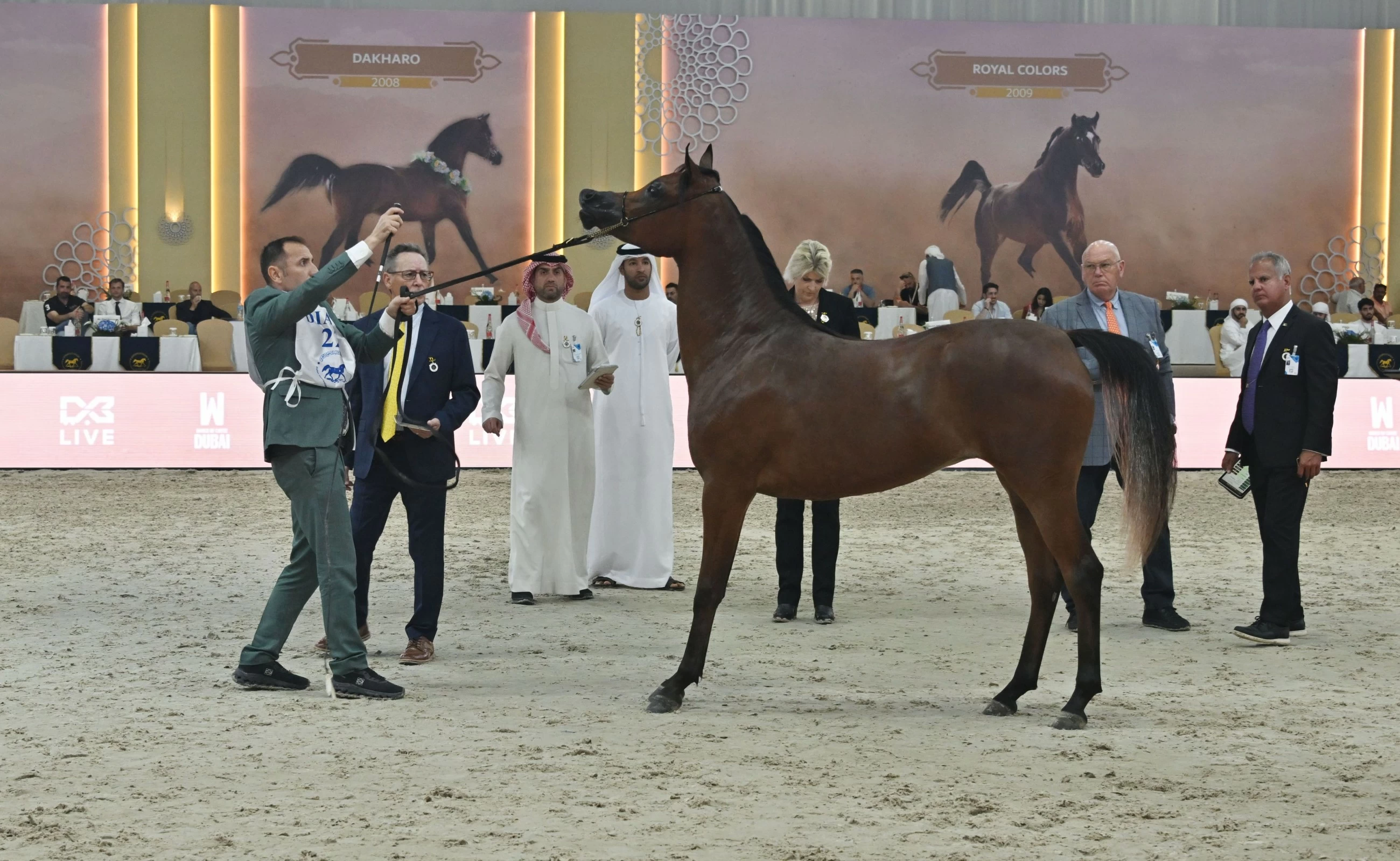 23rd edition of Dubai International Arabian Horse Championship off to perfect start