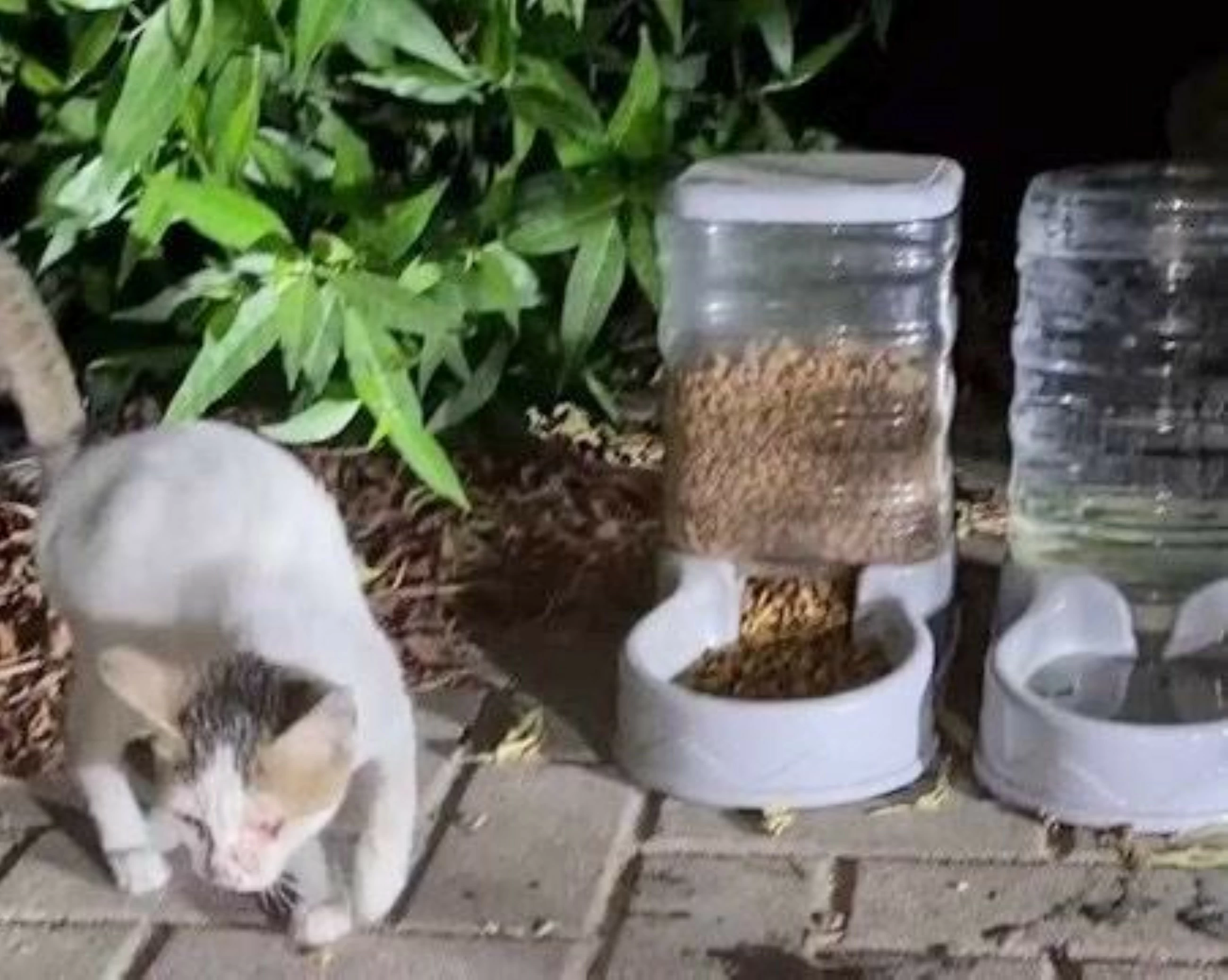 Woman spends Dhs400,000 saving stray cats in Abu Dhabi and Dubai