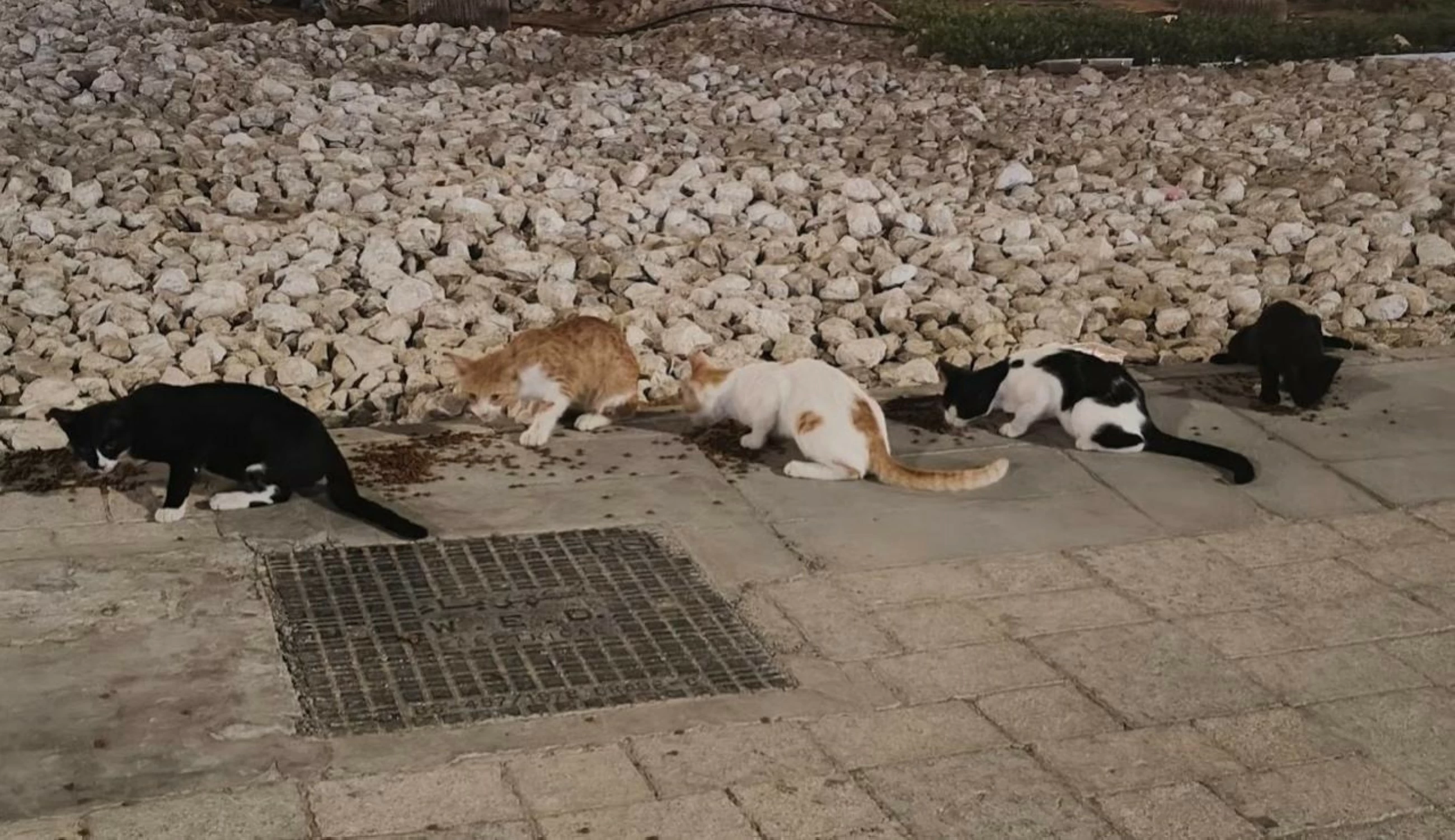 Woman spends Dhs400,000 saving stray cats in Abu Dhabi and Dubai
