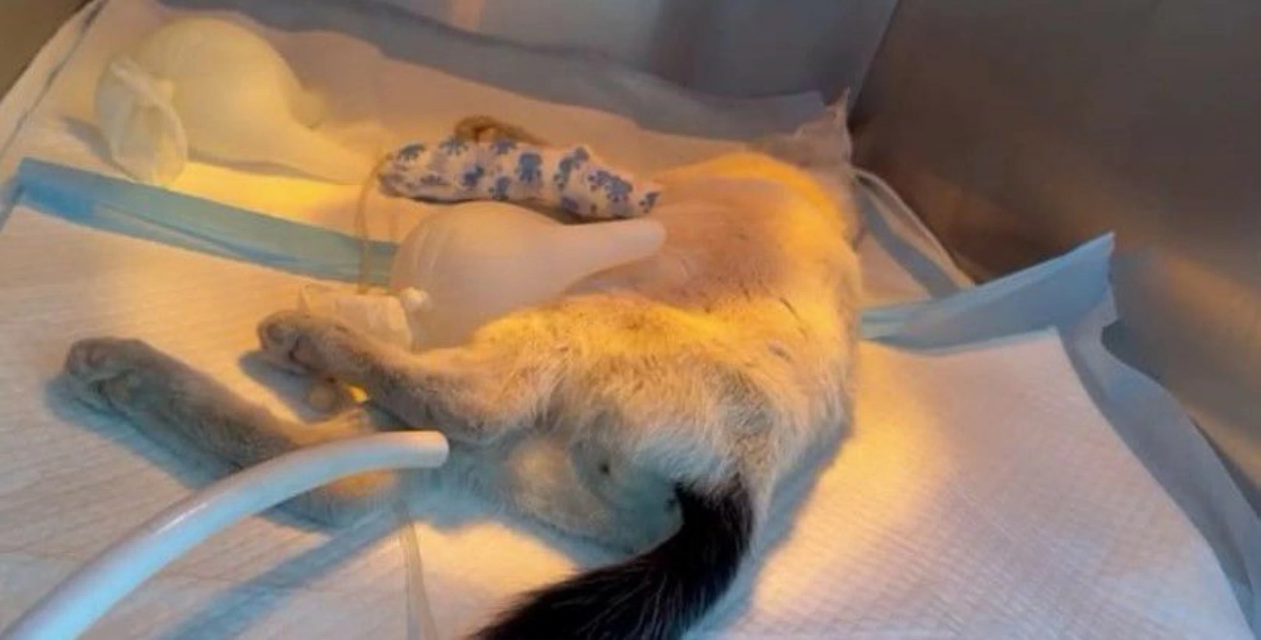 Woman spends Dhs400,000 saving stray cats in Abu Dhabi and Dubai