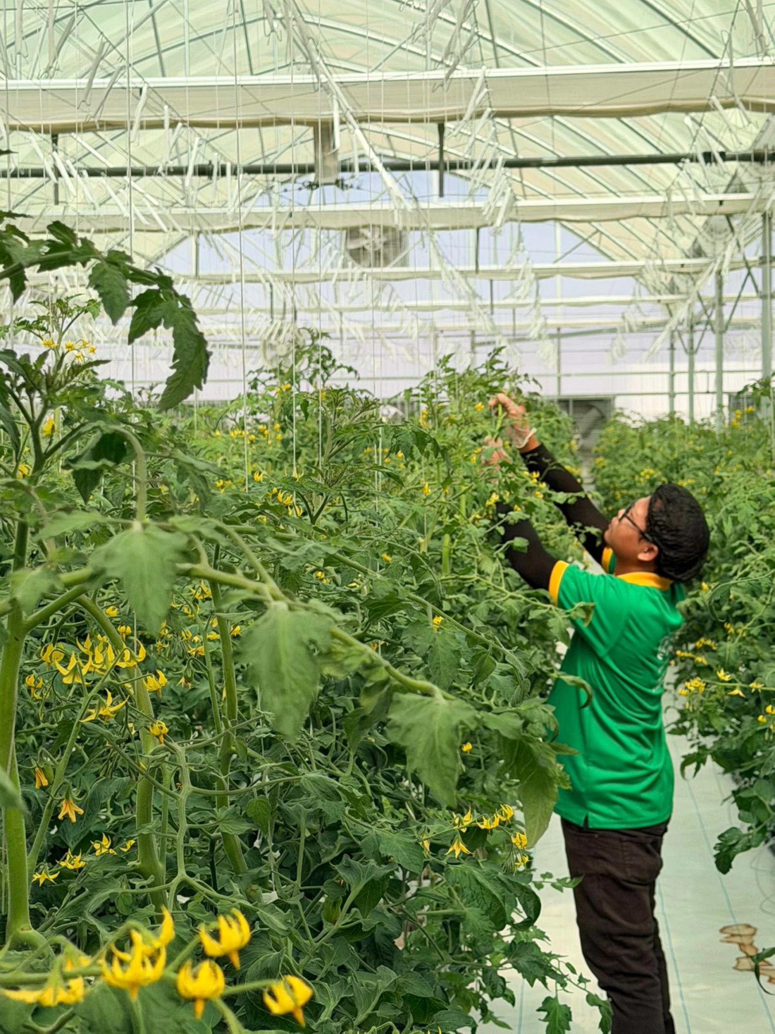 Al Ain farm to produce 150,000kg of fresh tomatoes annually
