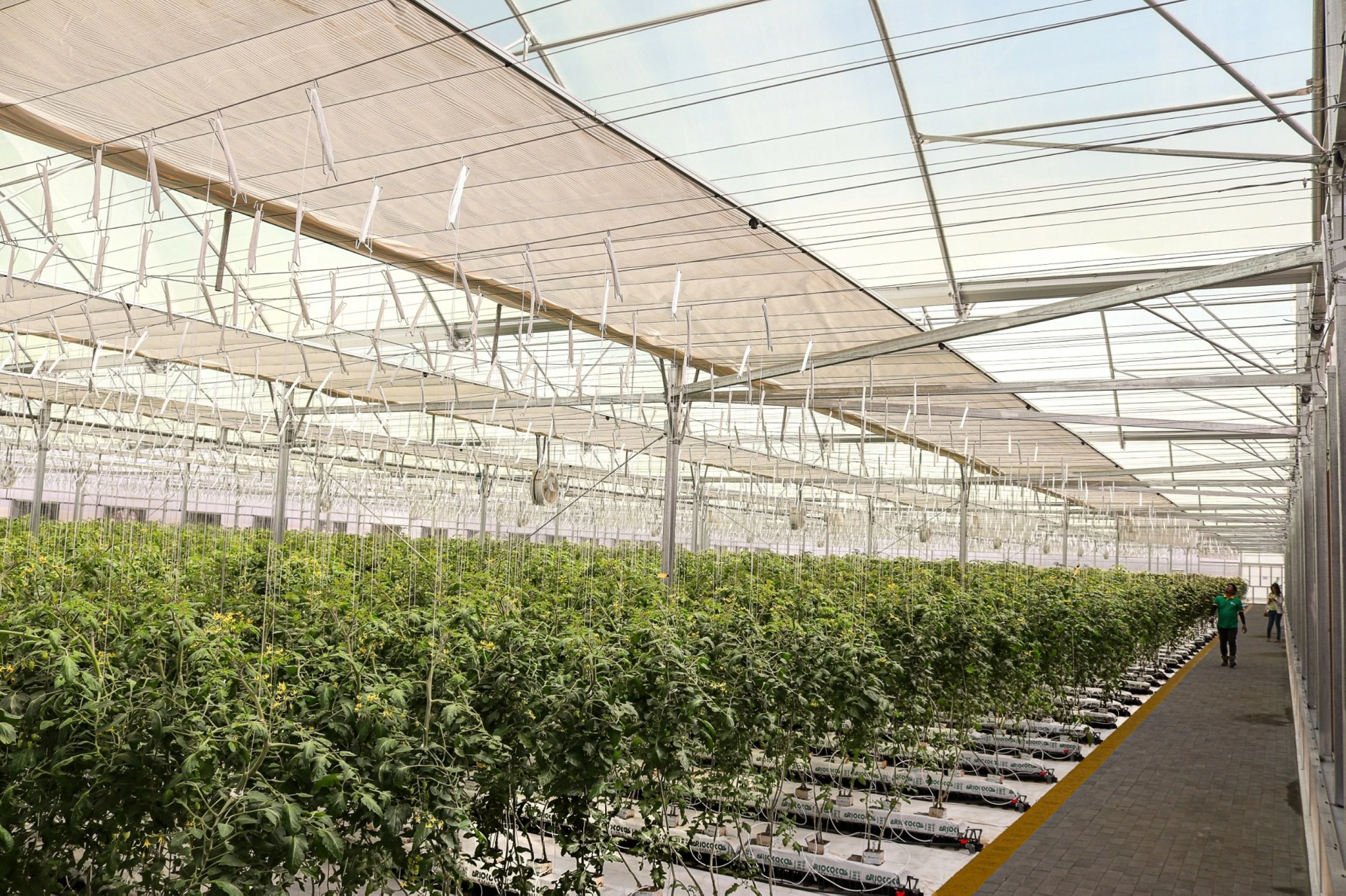 Al Ain farm to produce 150,000kg of fresh tomatoes annually
