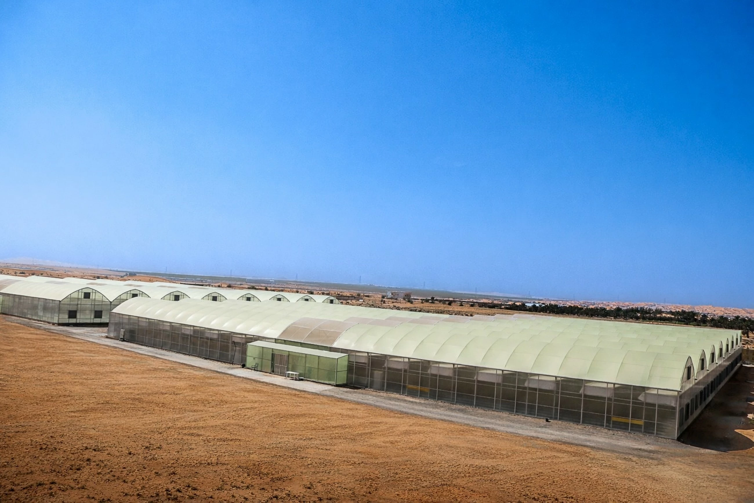 Al Ain farm to produce 150,000kg of fresh tomatoes annually