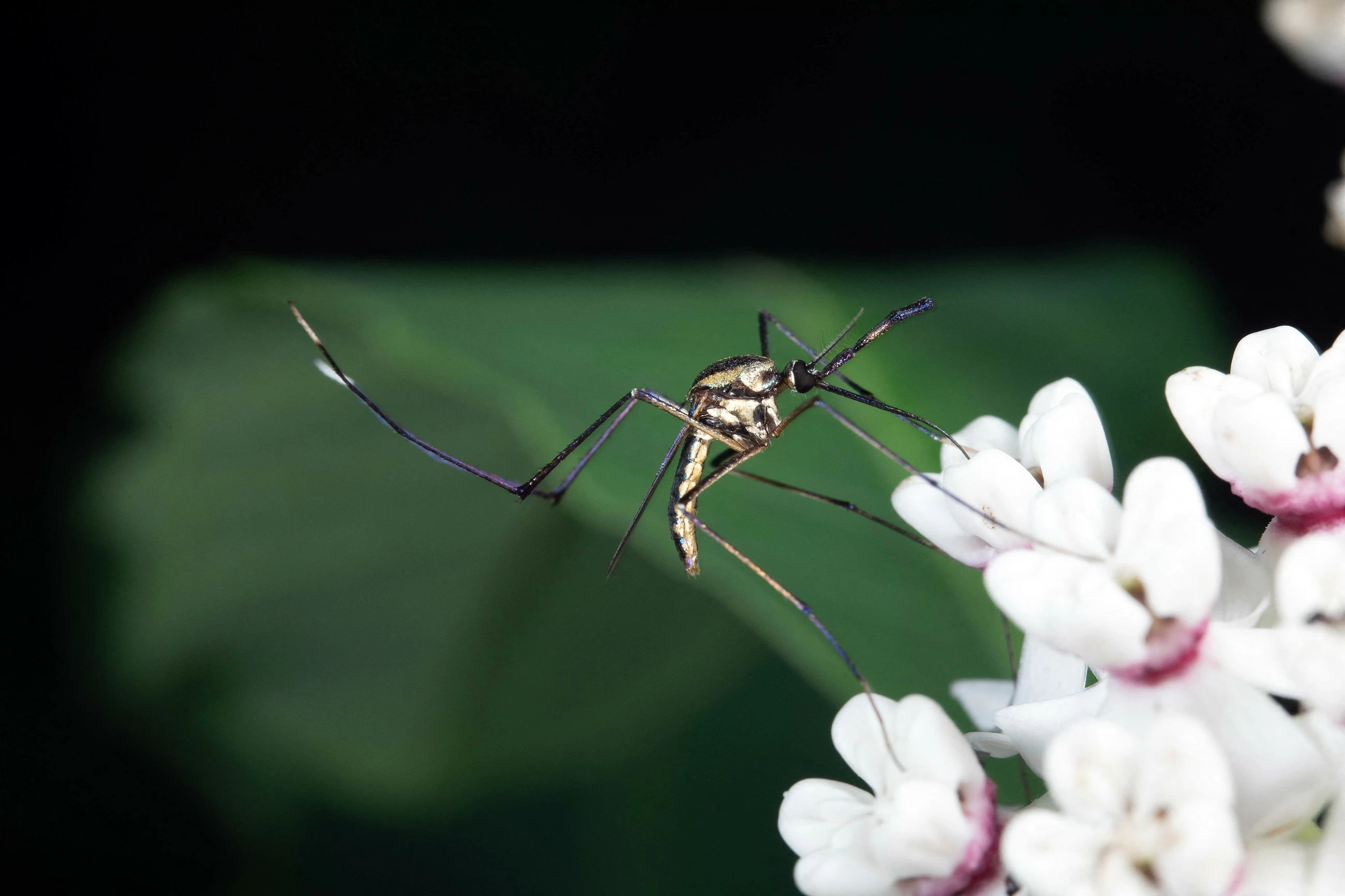 Mosquitoes: bloodsuckers and flower lovers