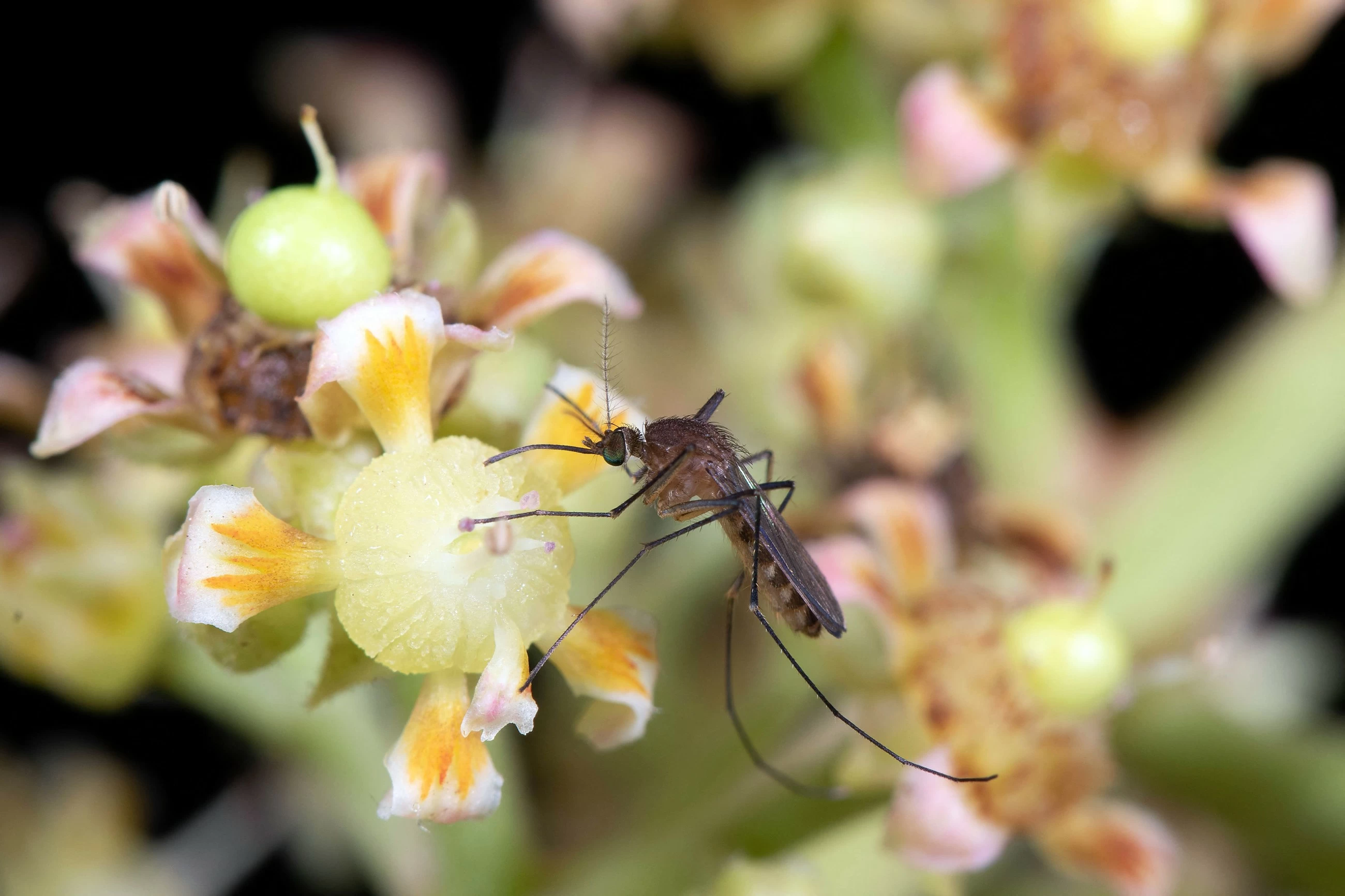 Mosquitoes: bloodsuckers and flower lovers