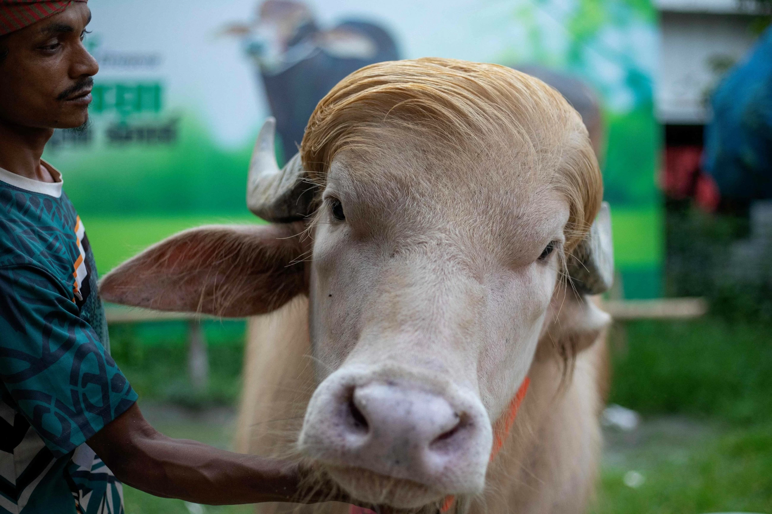 VIDEO: Commander-in-beef: Bangladesh's 'Donald Trump' buffalo wins fans