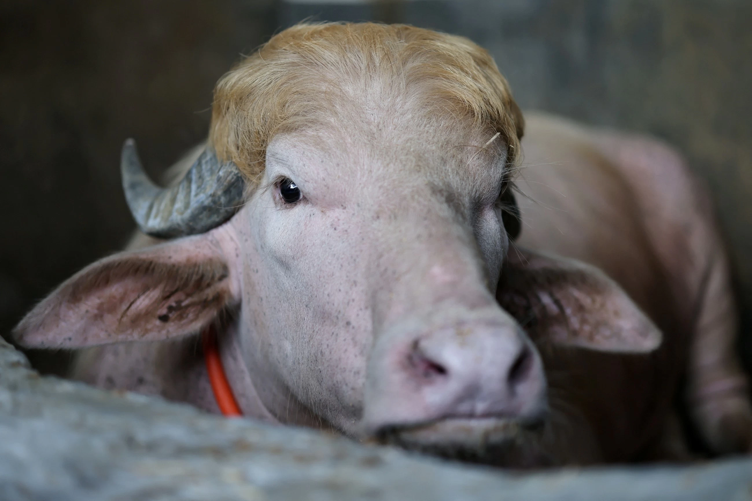 VIDEO: Commander-in-beef: Bangladesh's 'Donald Trump' buffalo wins fans