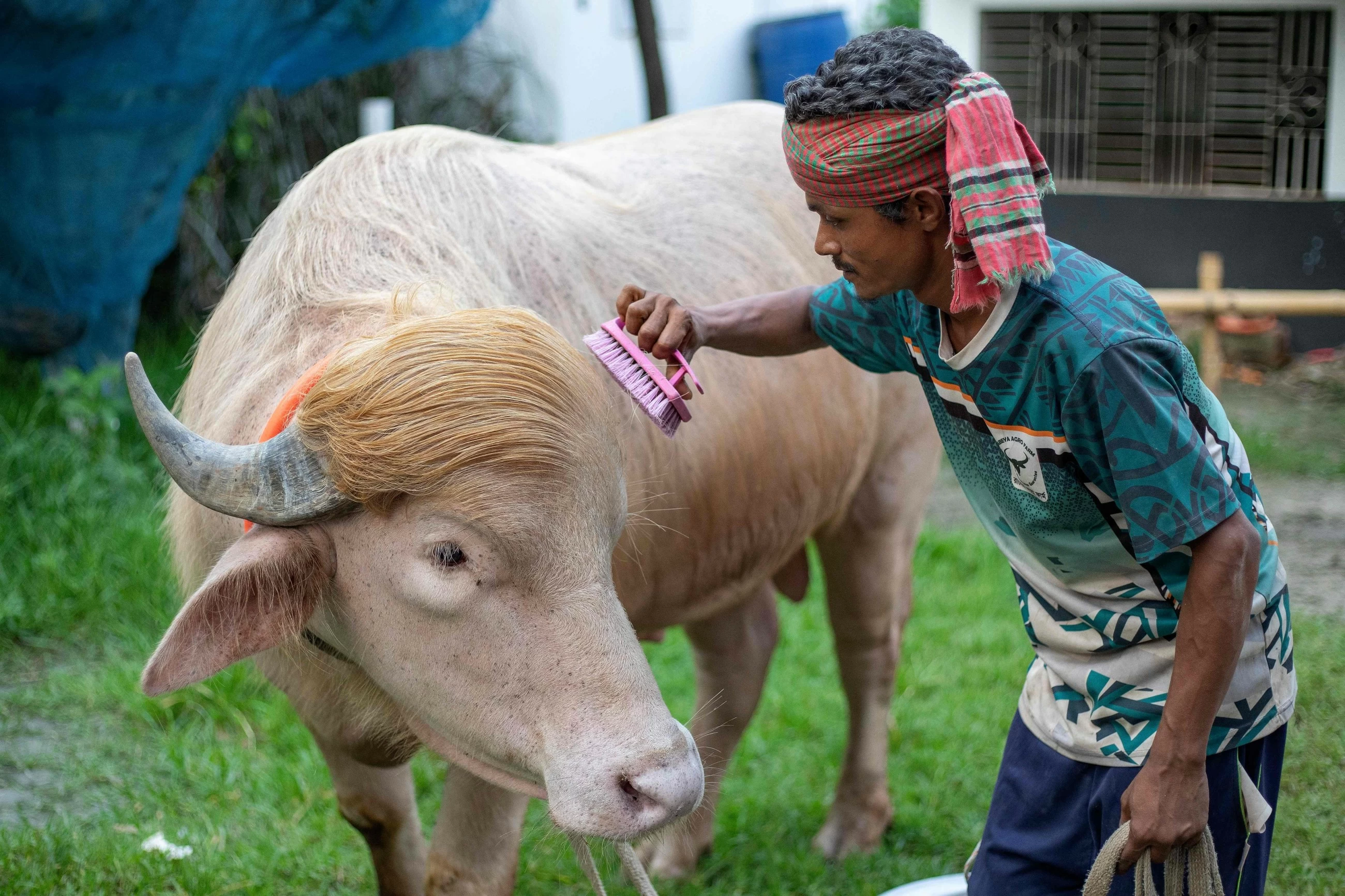 VIDEO: Commander-in-beef: Bangladesh's 'Donald Trump' buffalo wins fans