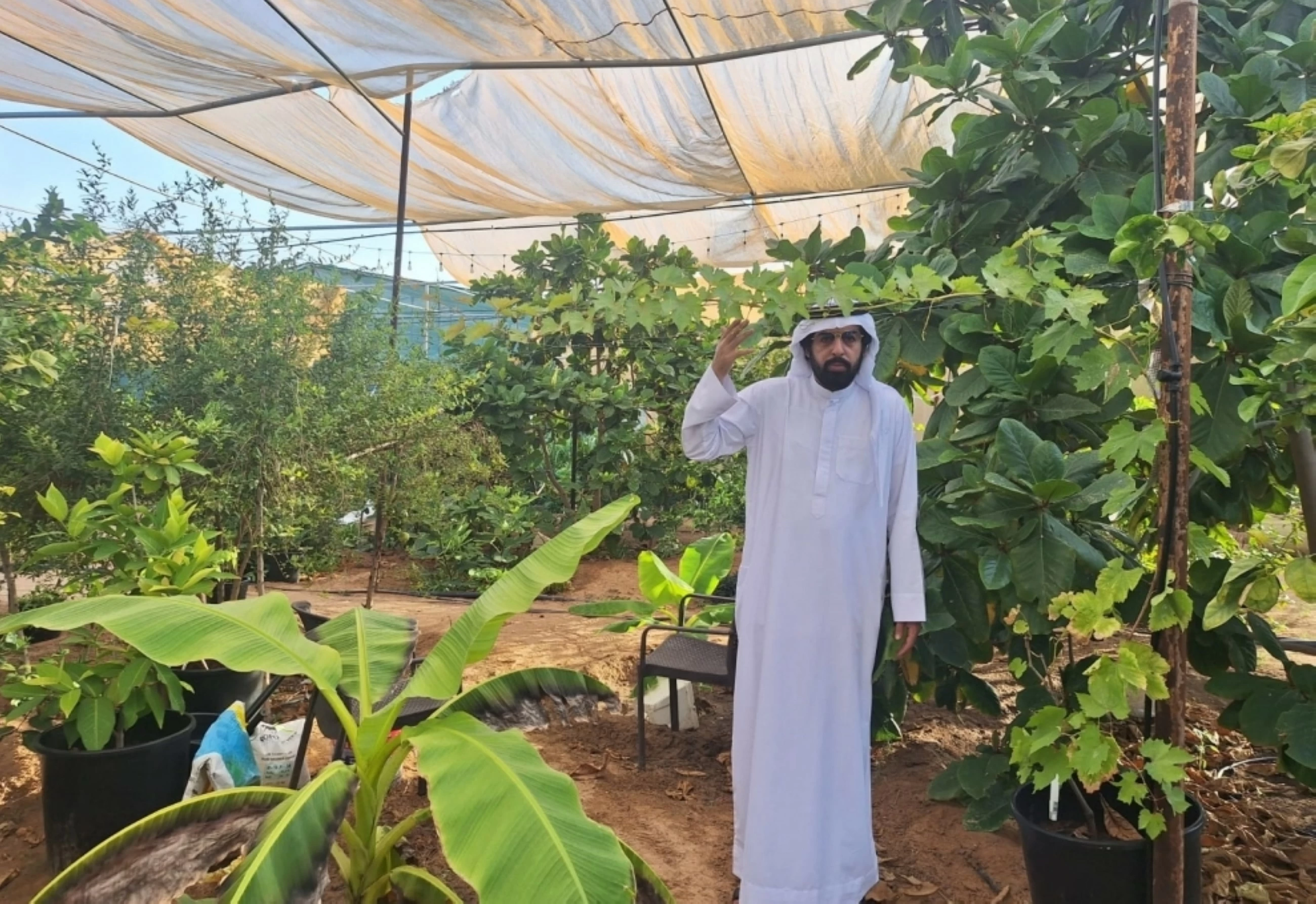 Emirati succeeds in cultivating and propagating non-native fruits in Al Ain